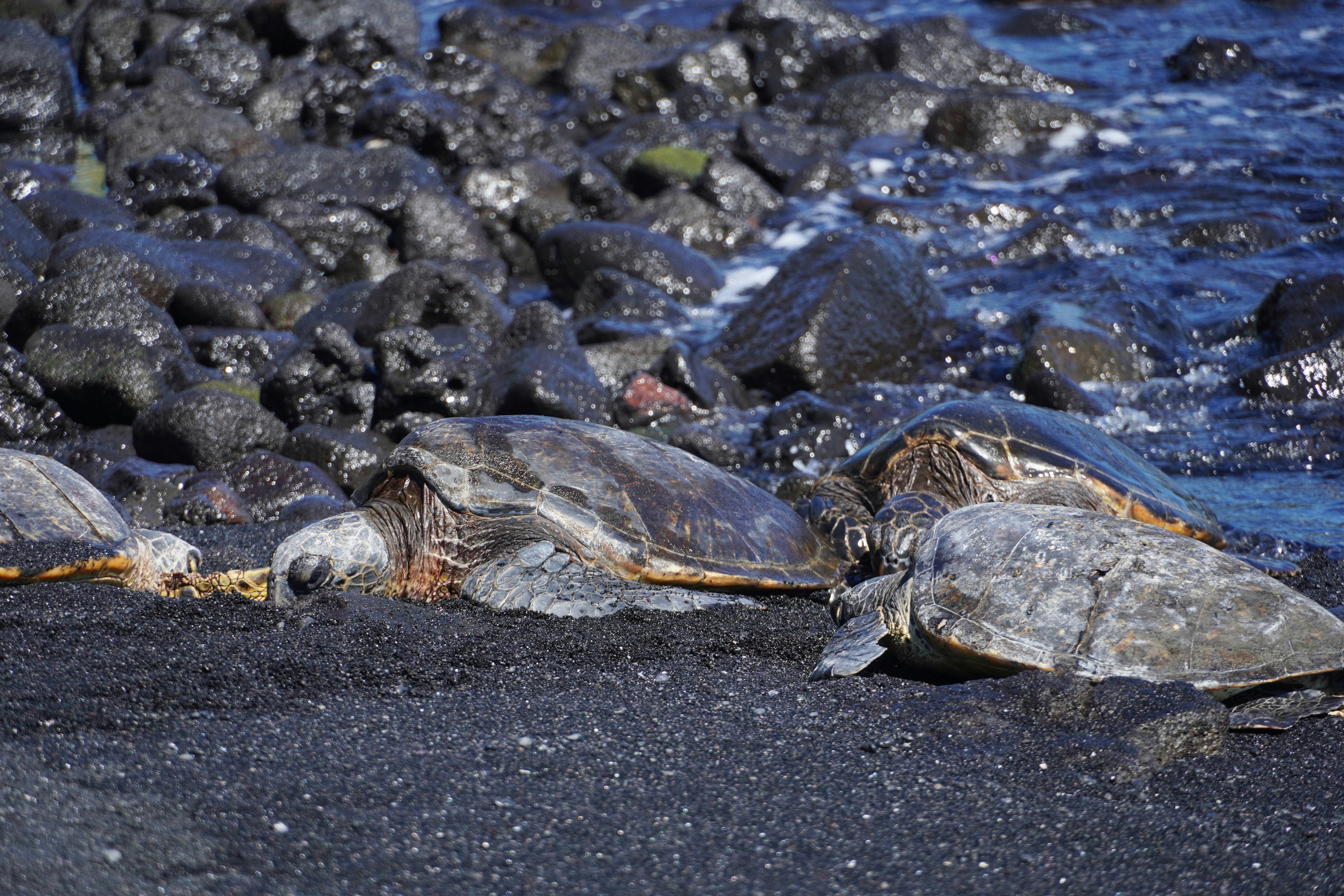 A group of sea turtles laying on the beach photo – Free Beach Image on ...