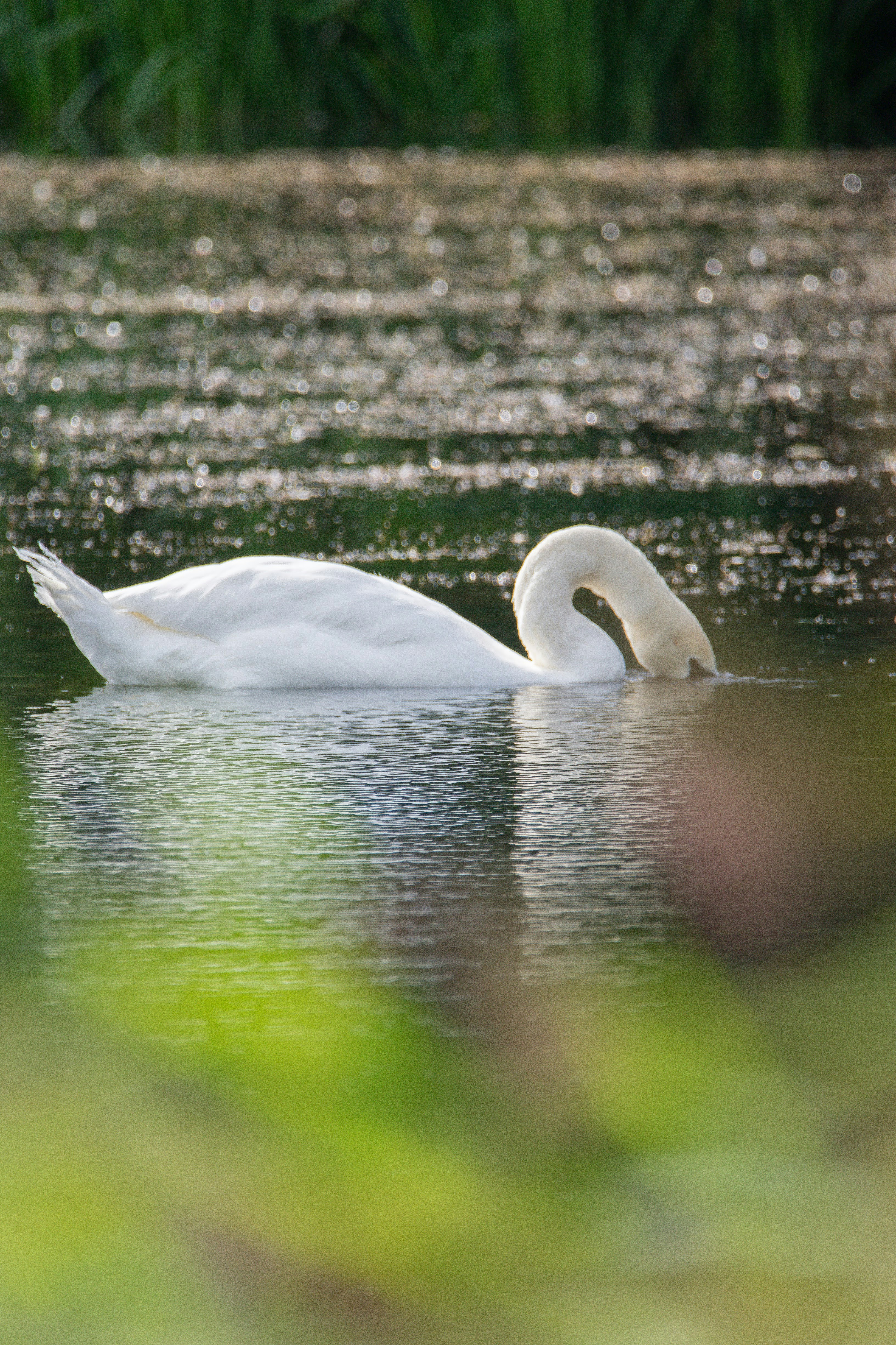 Un cigno bianco che galleggia sopra uno specchio d'acqua