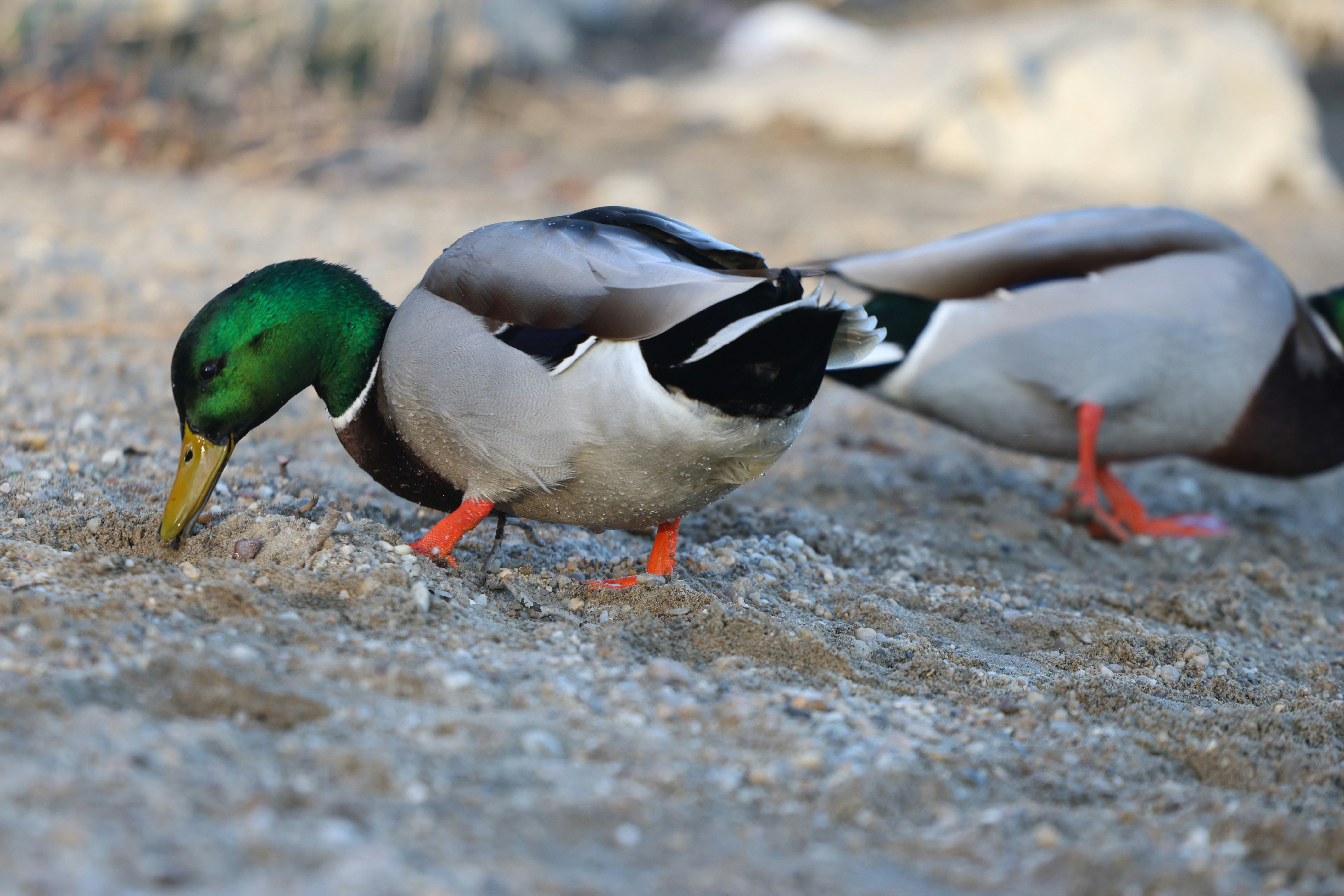 A couple of ducks standing next to each other photo – Free Animal Image ...