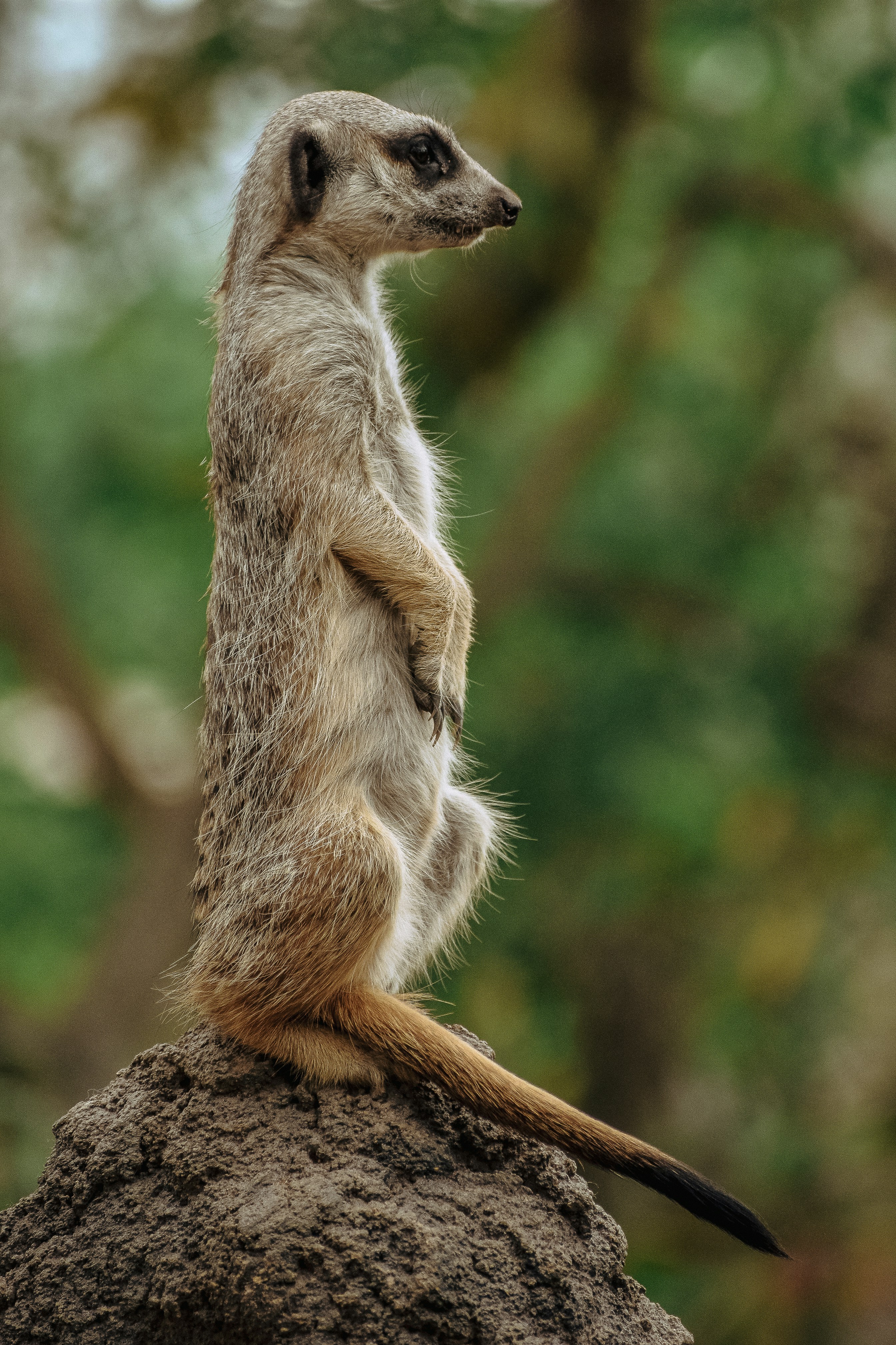 A meerkat standing on top of a rock