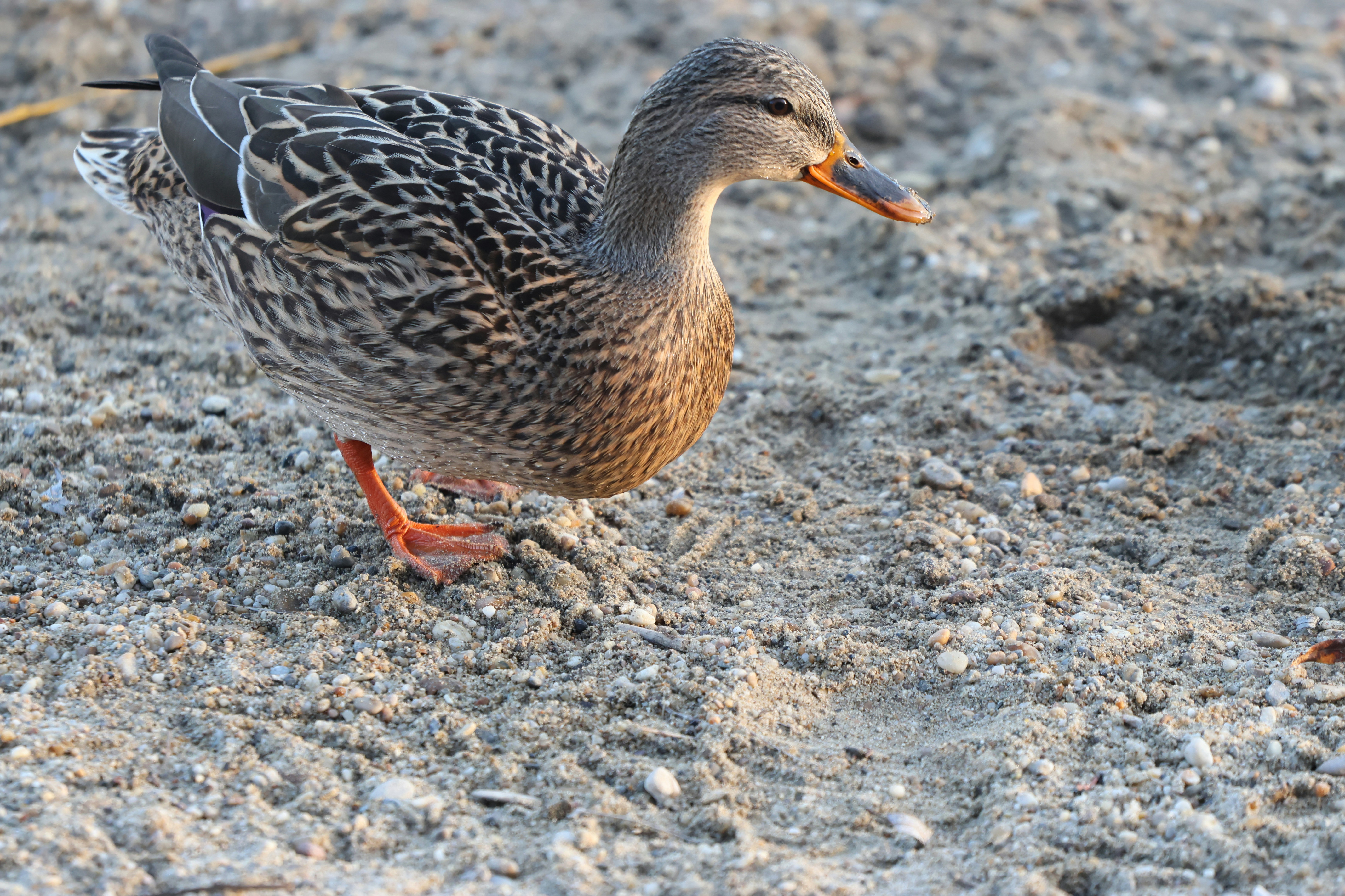 Photo by uzletesutazas_hu