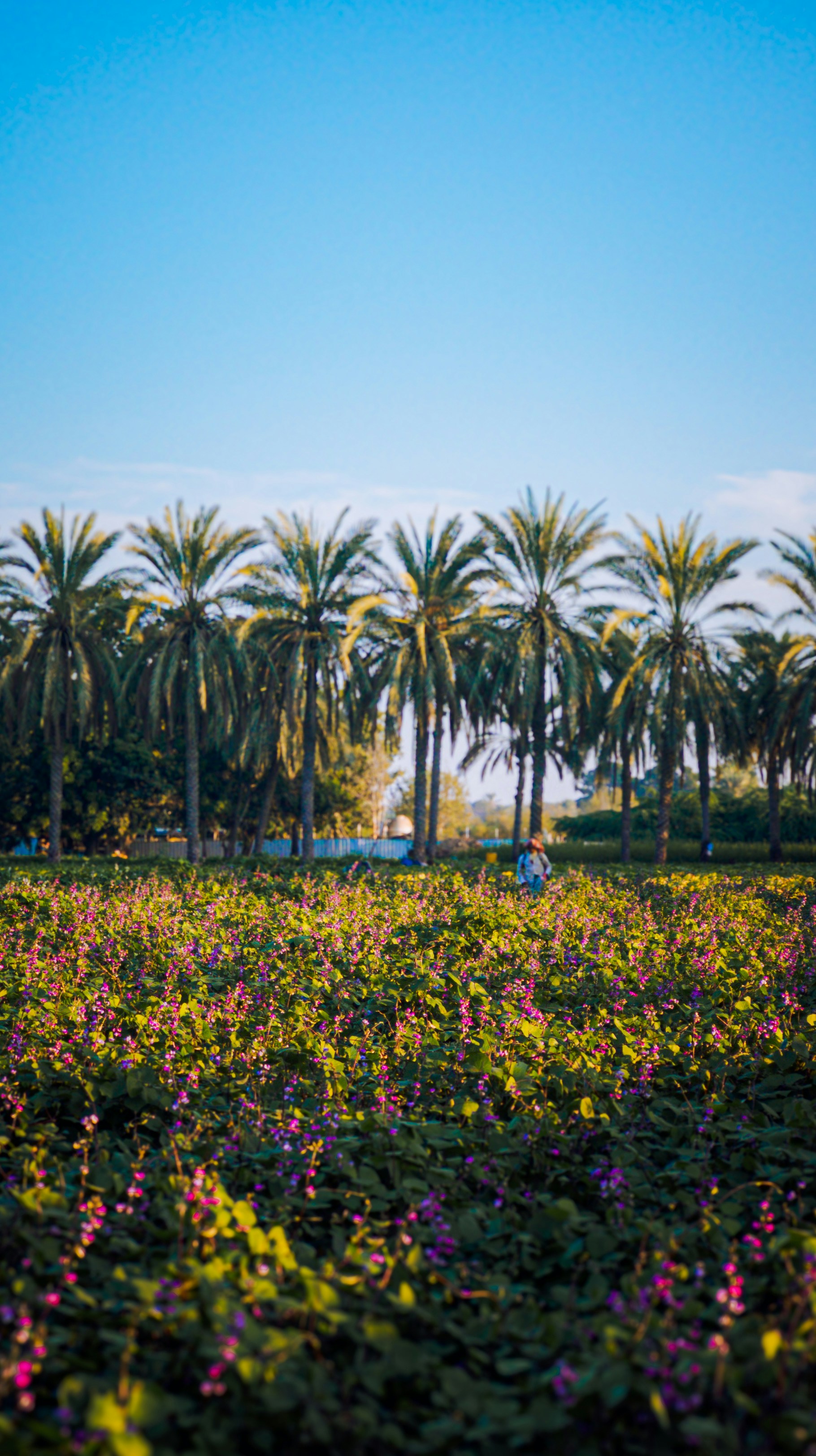 Photo by pocketpixeldiary