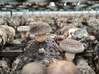 A bunch of mushrooms that are on a shelf