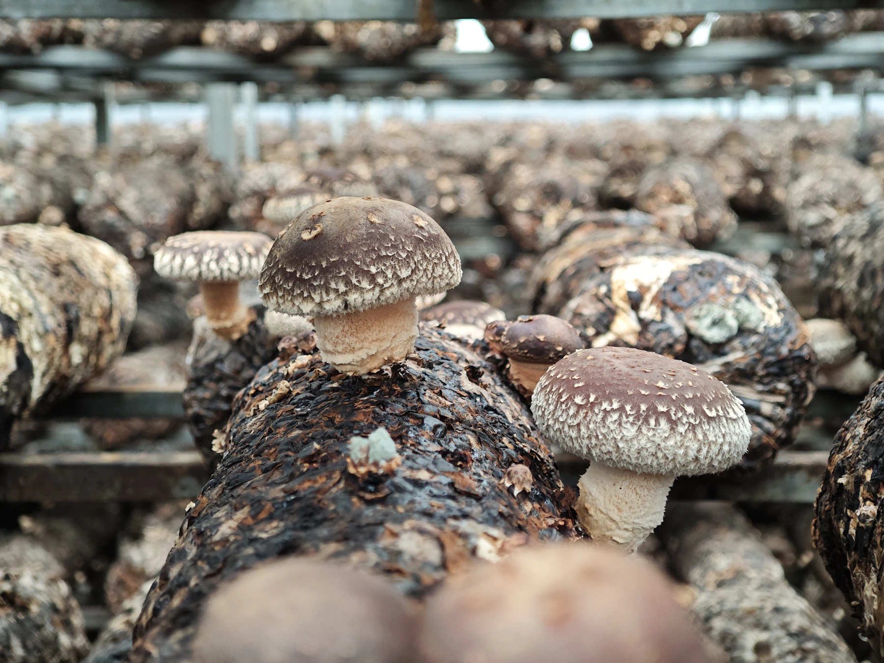 Brown-capped shiitake mushrooms growing from dark logs laid on racks
