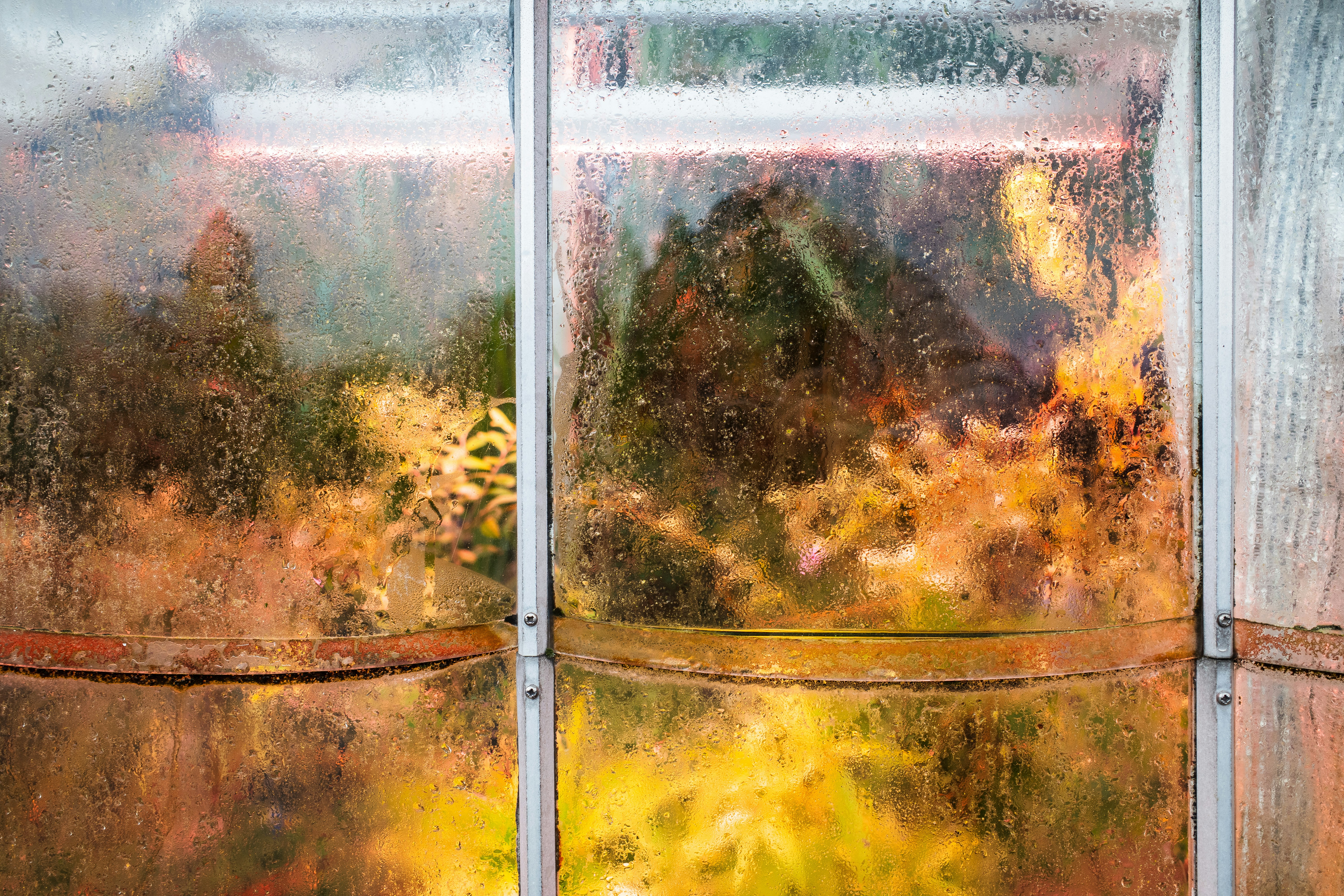 The reflection of trees in the glass of a window