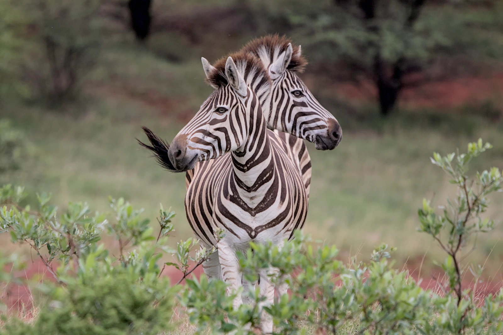 Panoramic view of zebra in the open bushveld