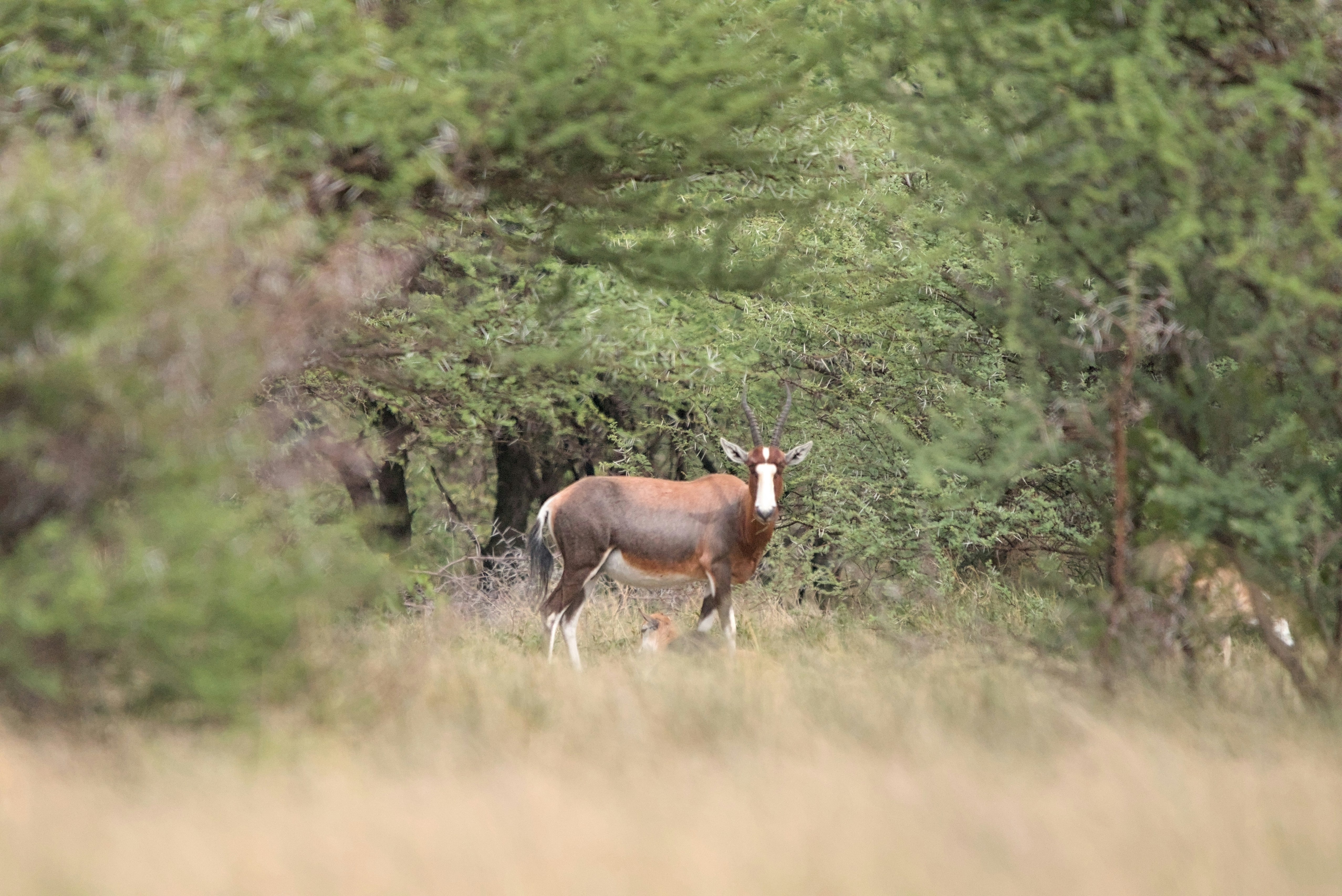 A deer standing in the middle of a forest