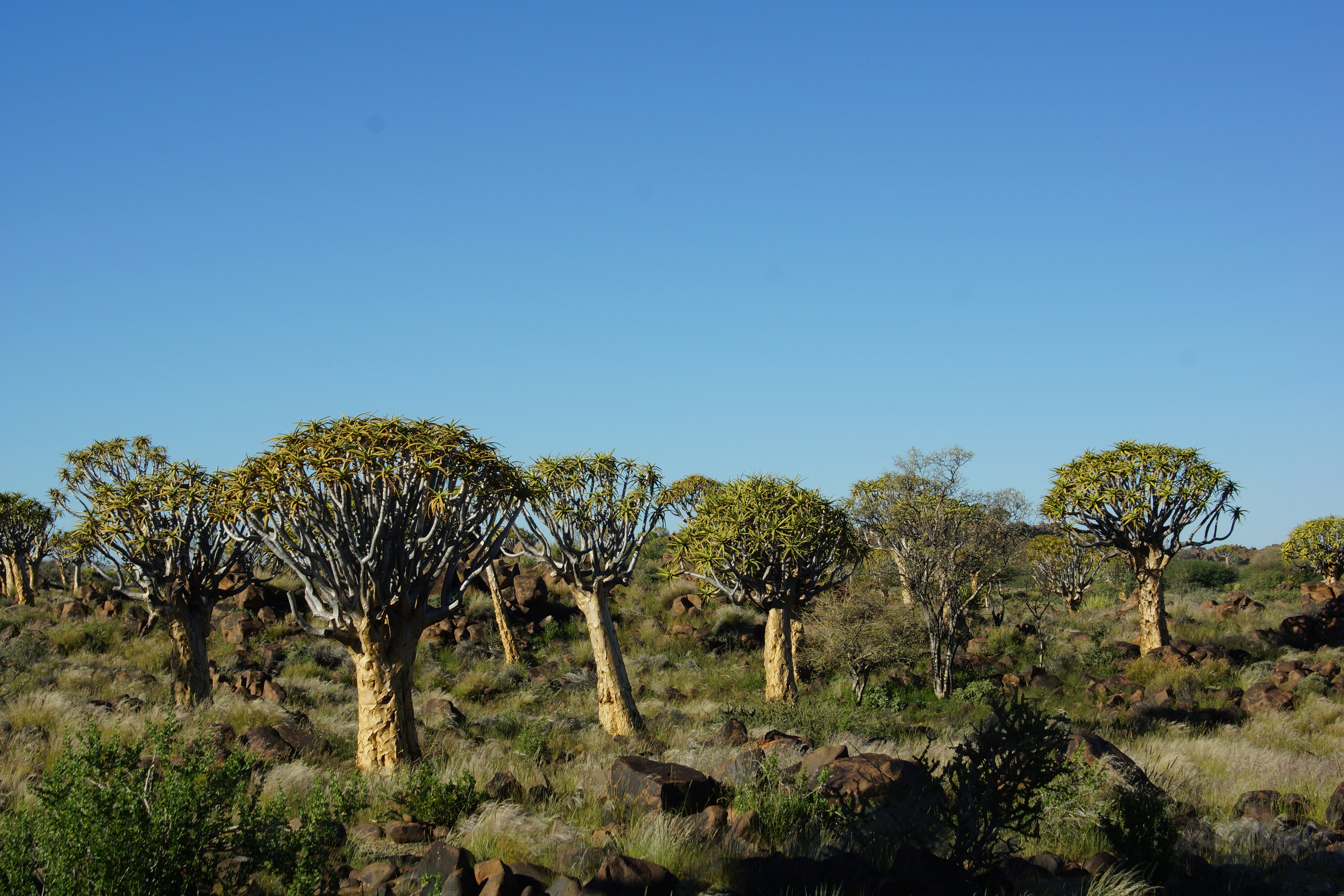 Khorixas travel photo