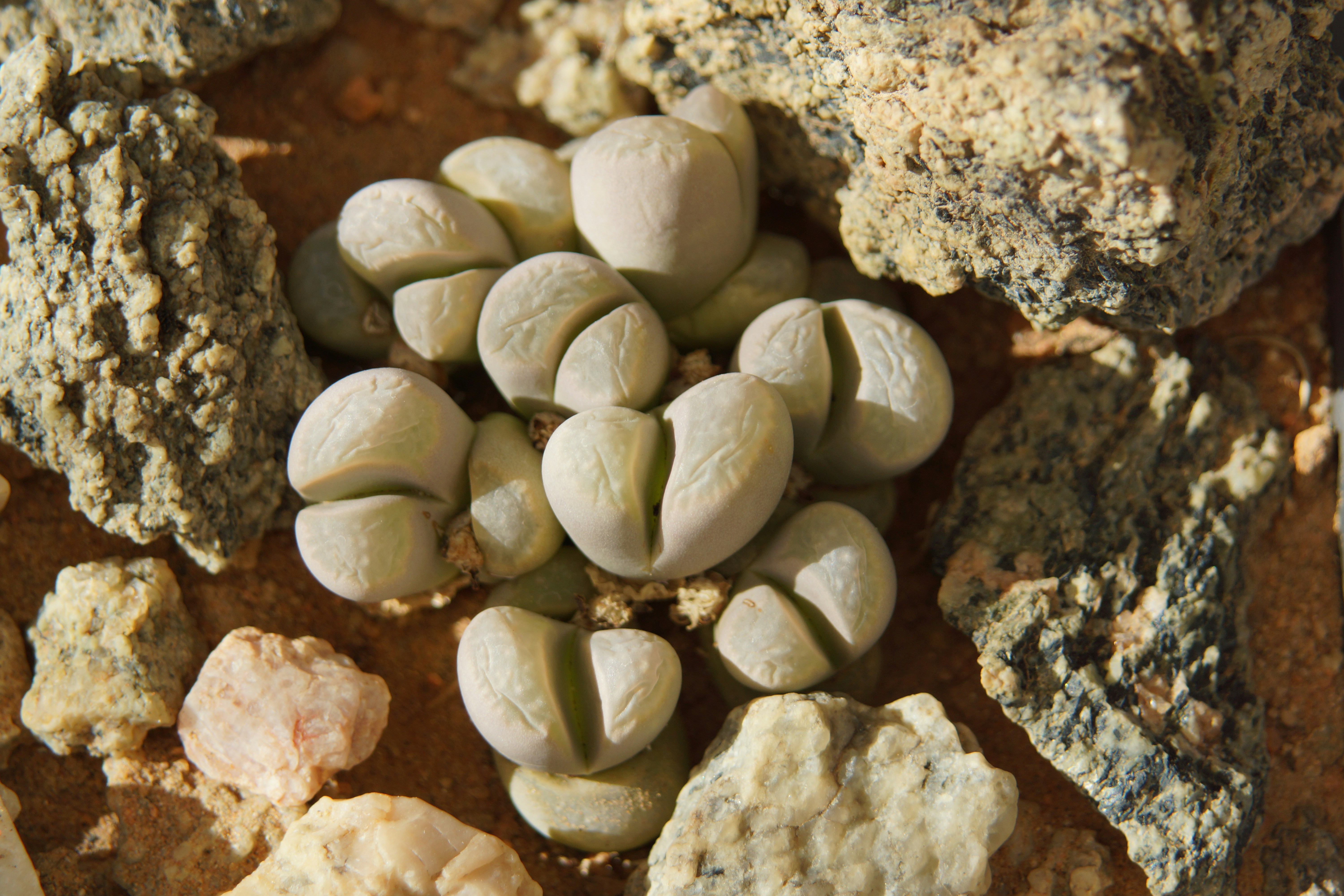 A close up of a bunch of nuts on a rock
