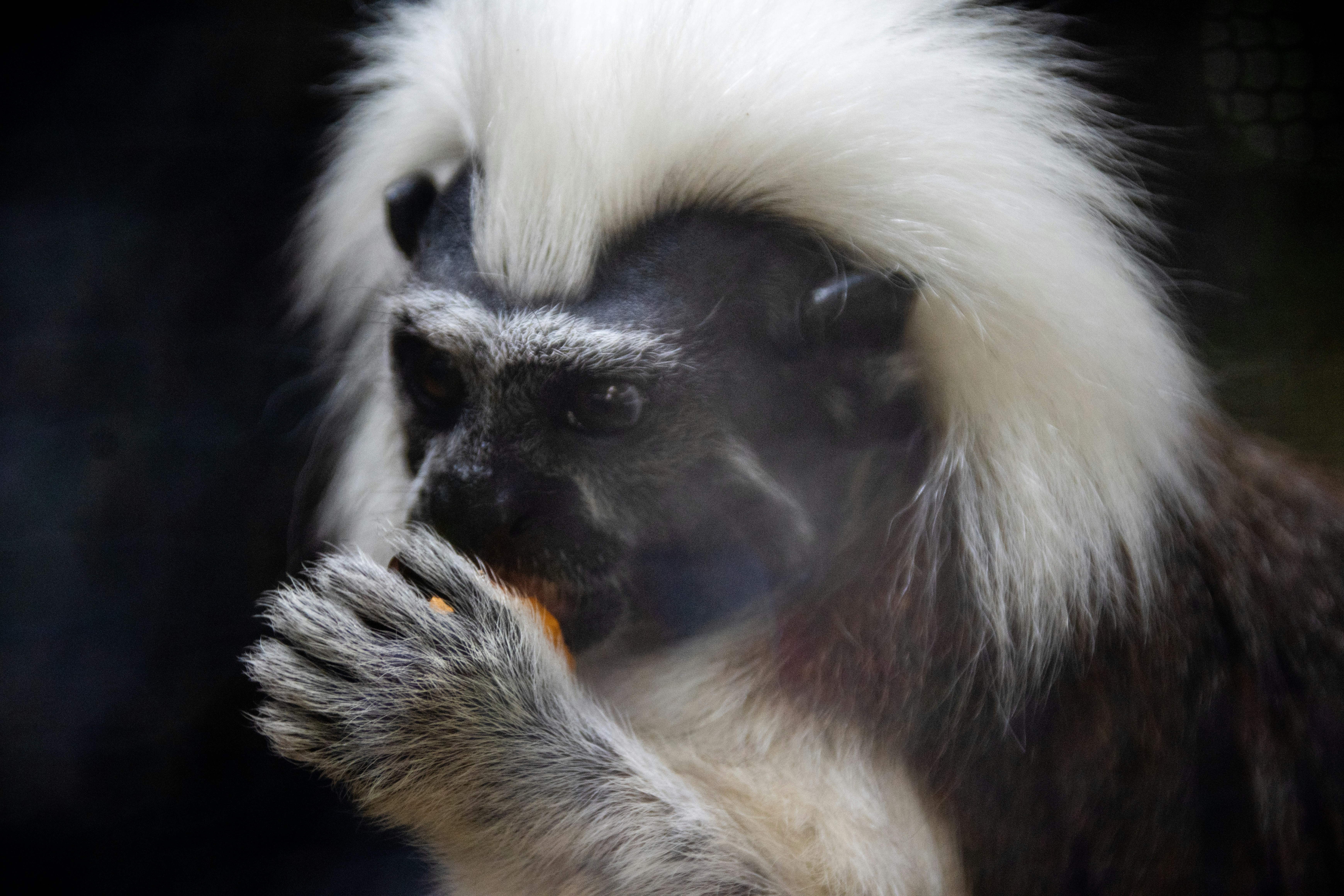 A close up of a monkey with a blurry background