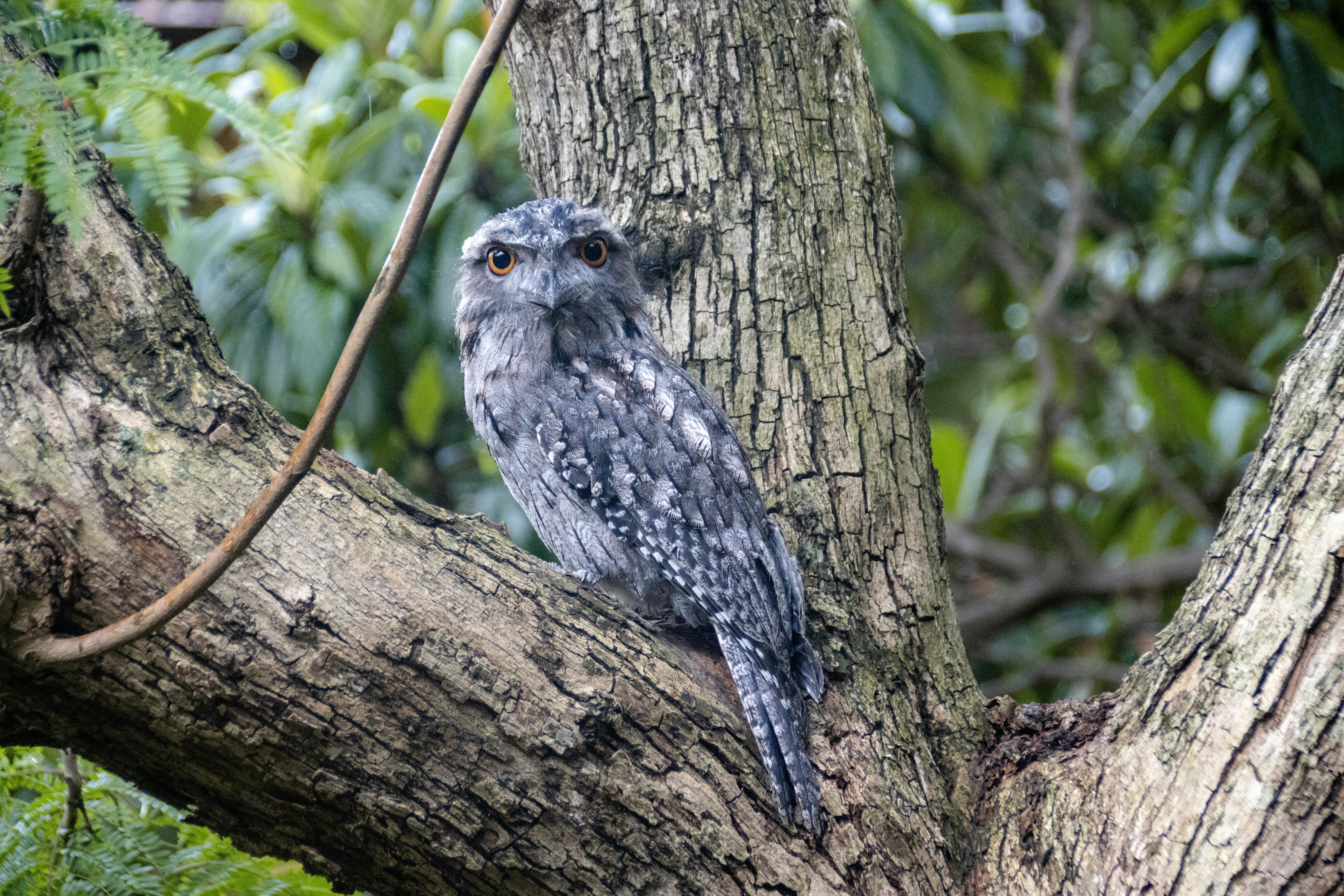 A bird perched on a tree branch in a forest