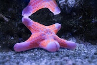 An orange and white starfish in an aquarium