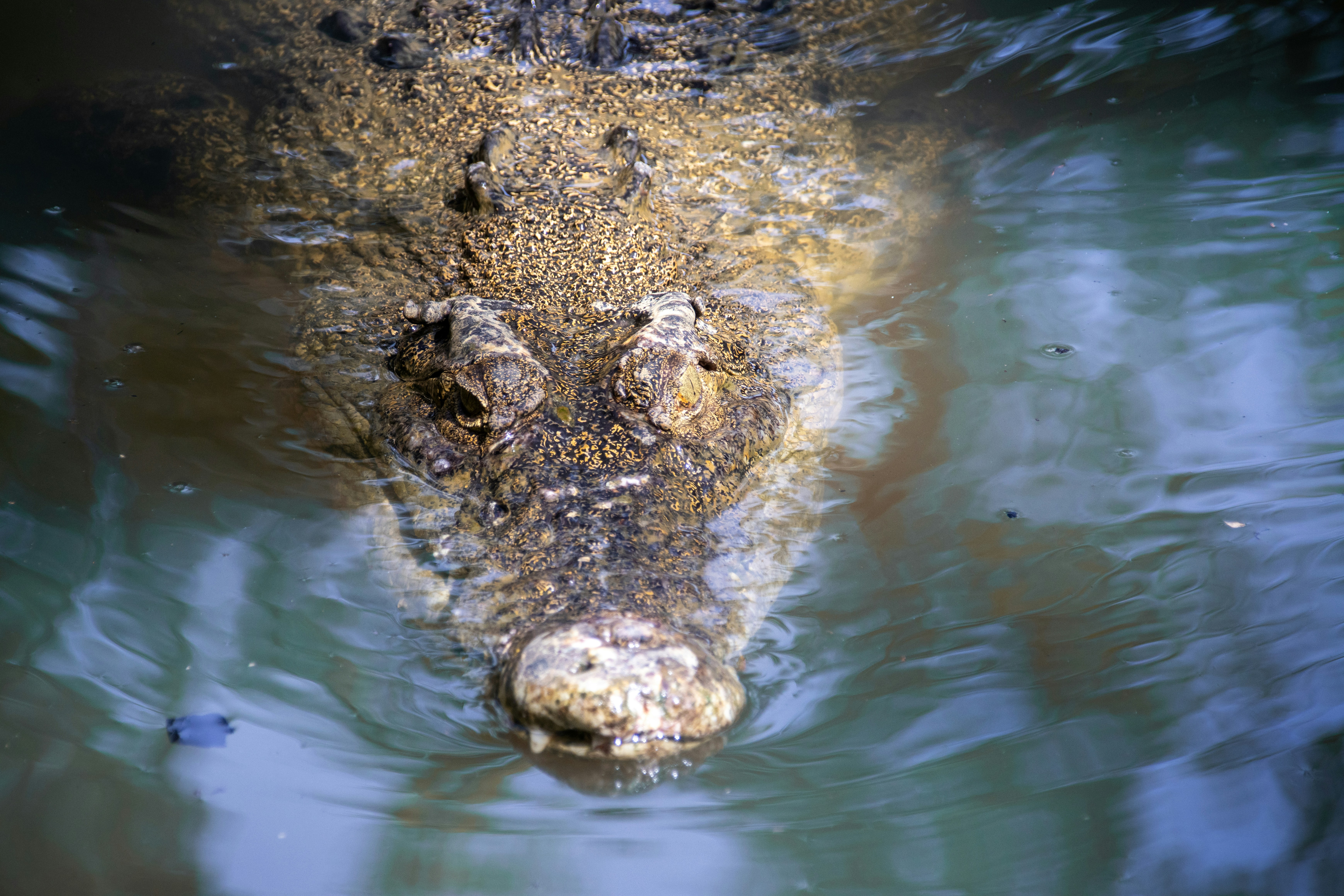 A large alligator is submerged in the water