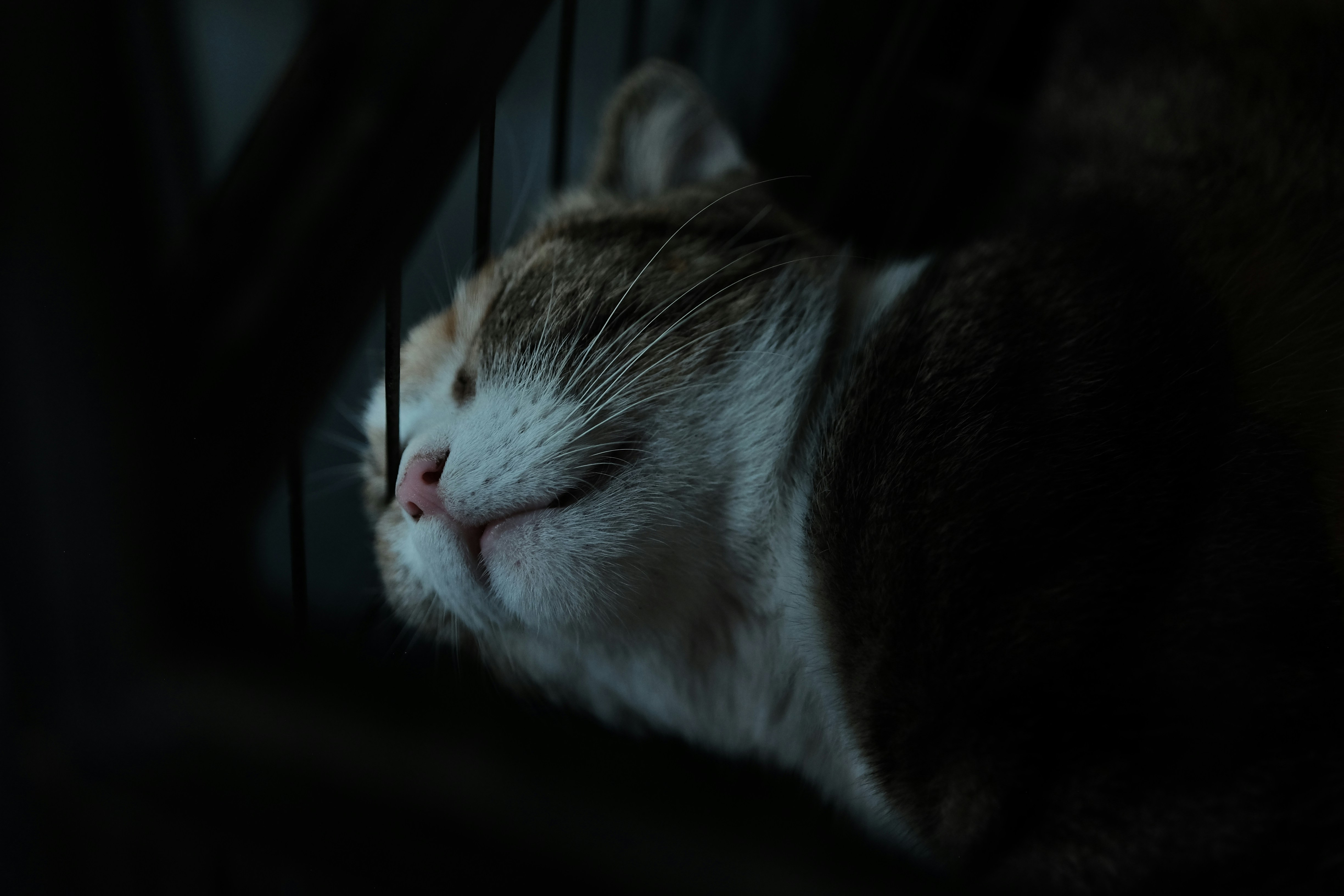 A cat sleeping in a cage with its eyes closed