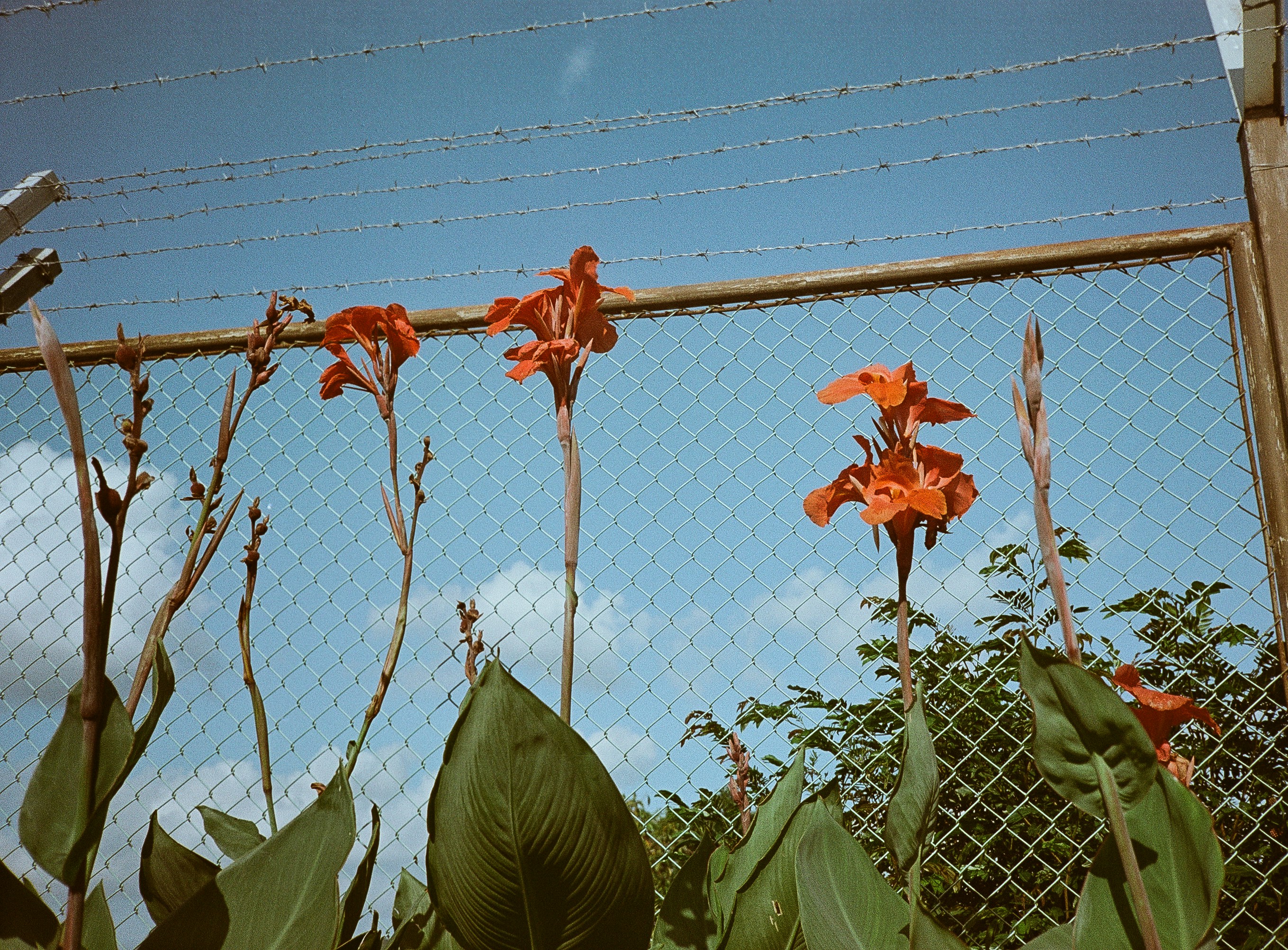A bunch of flowers that are by a fence