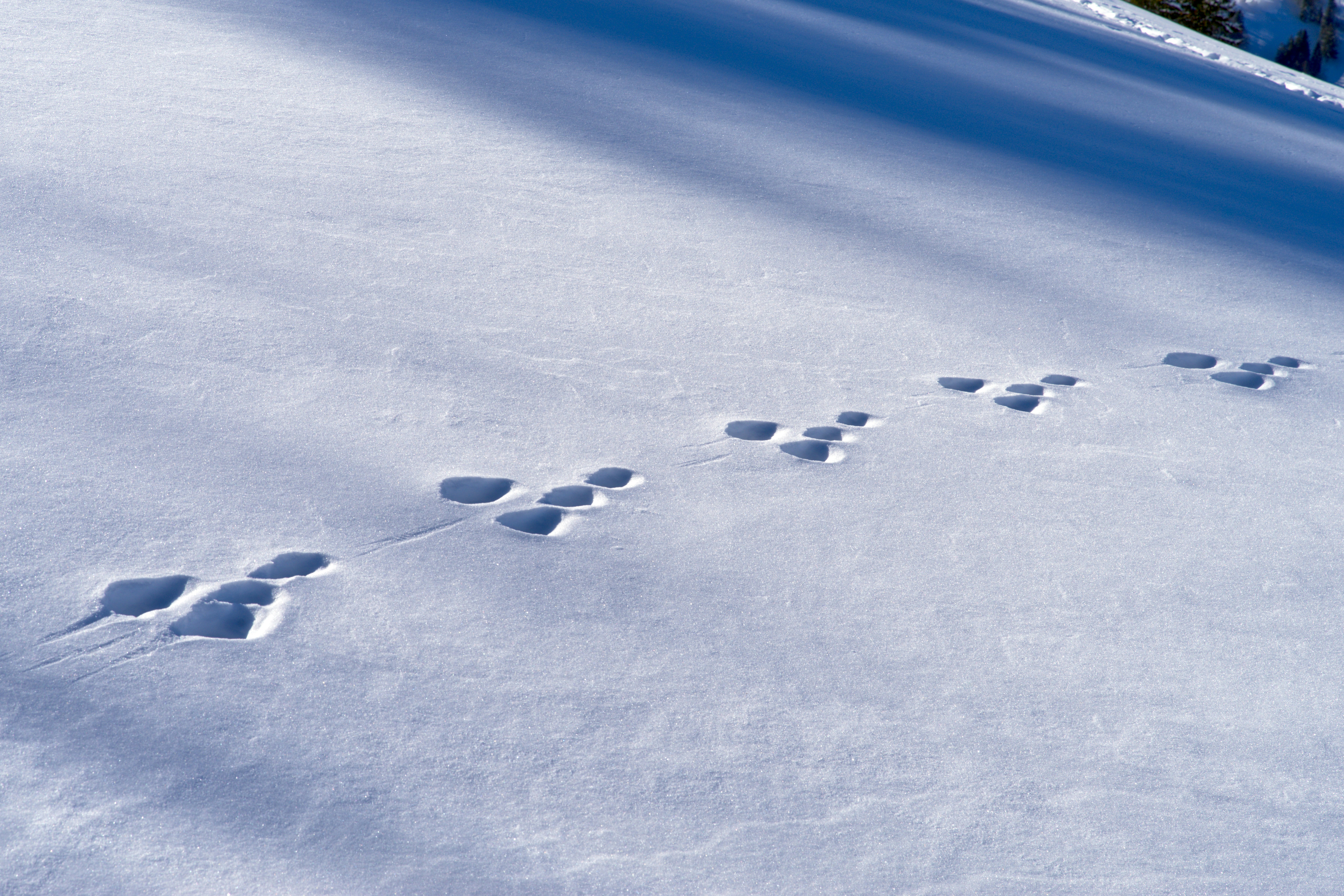 A snow covered field with tracks in the snow
