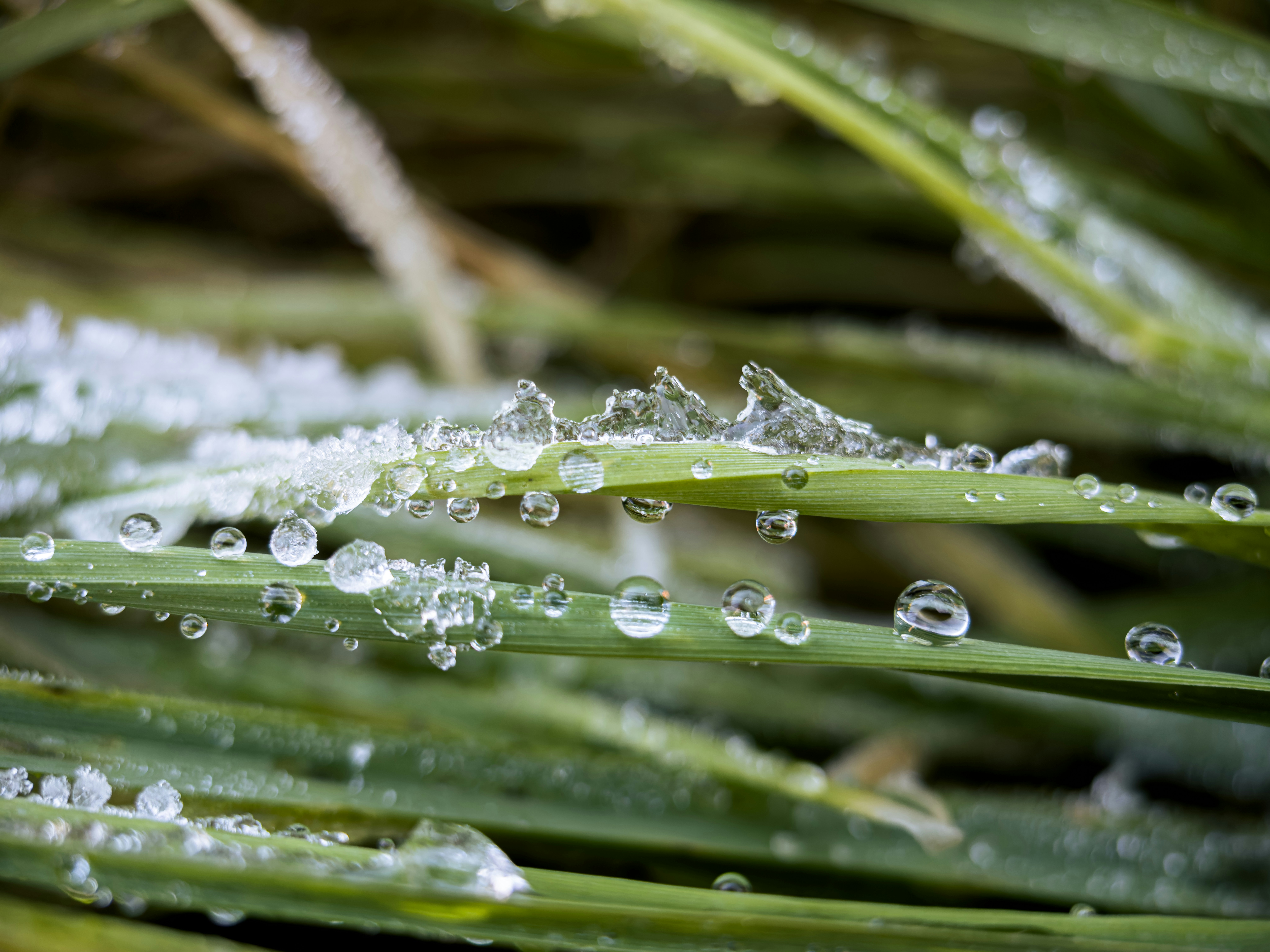 A close up of water droplets on a green plant