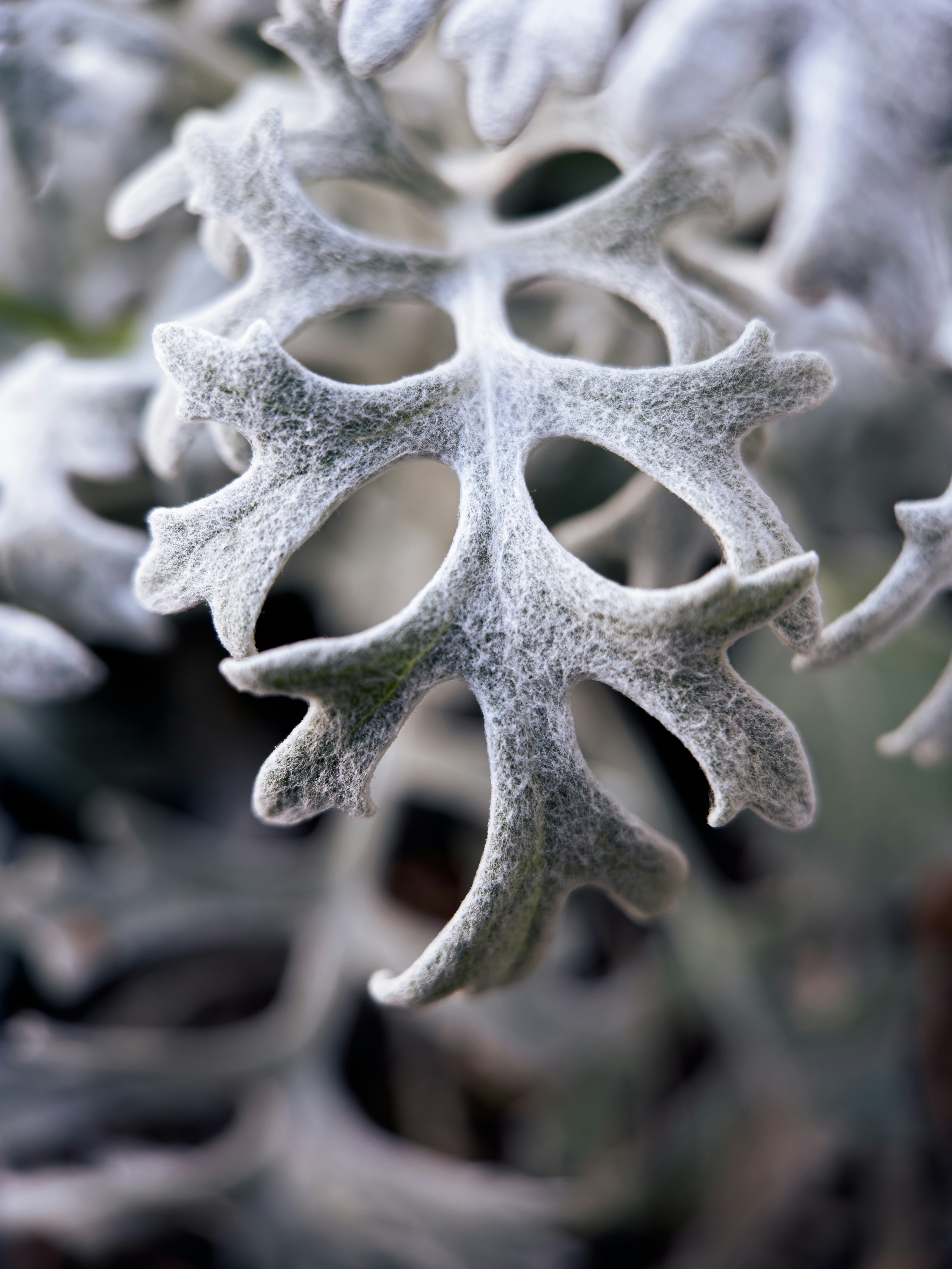 A close up of a plant with snow on it