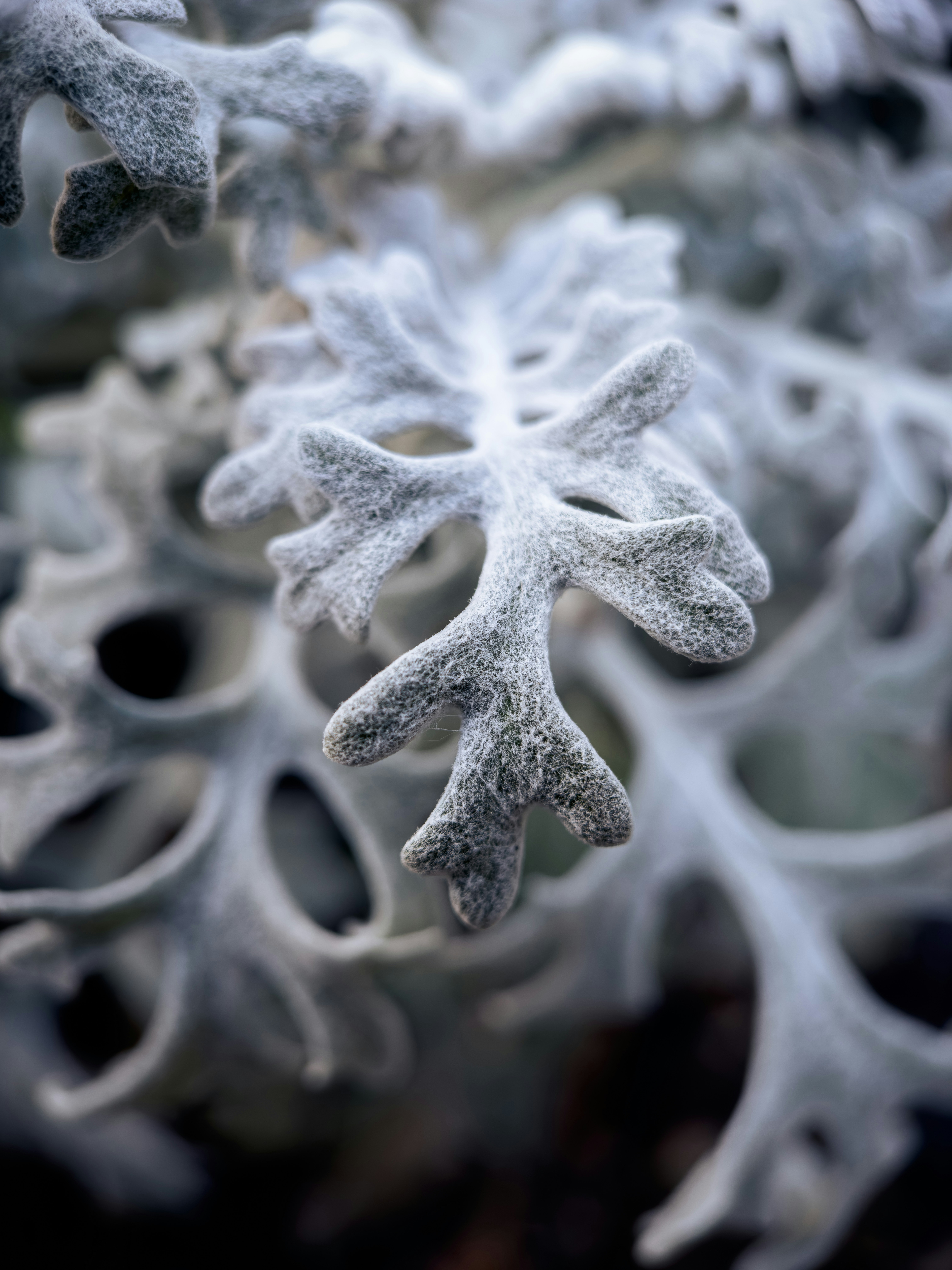 A close up of a plant with snow on it