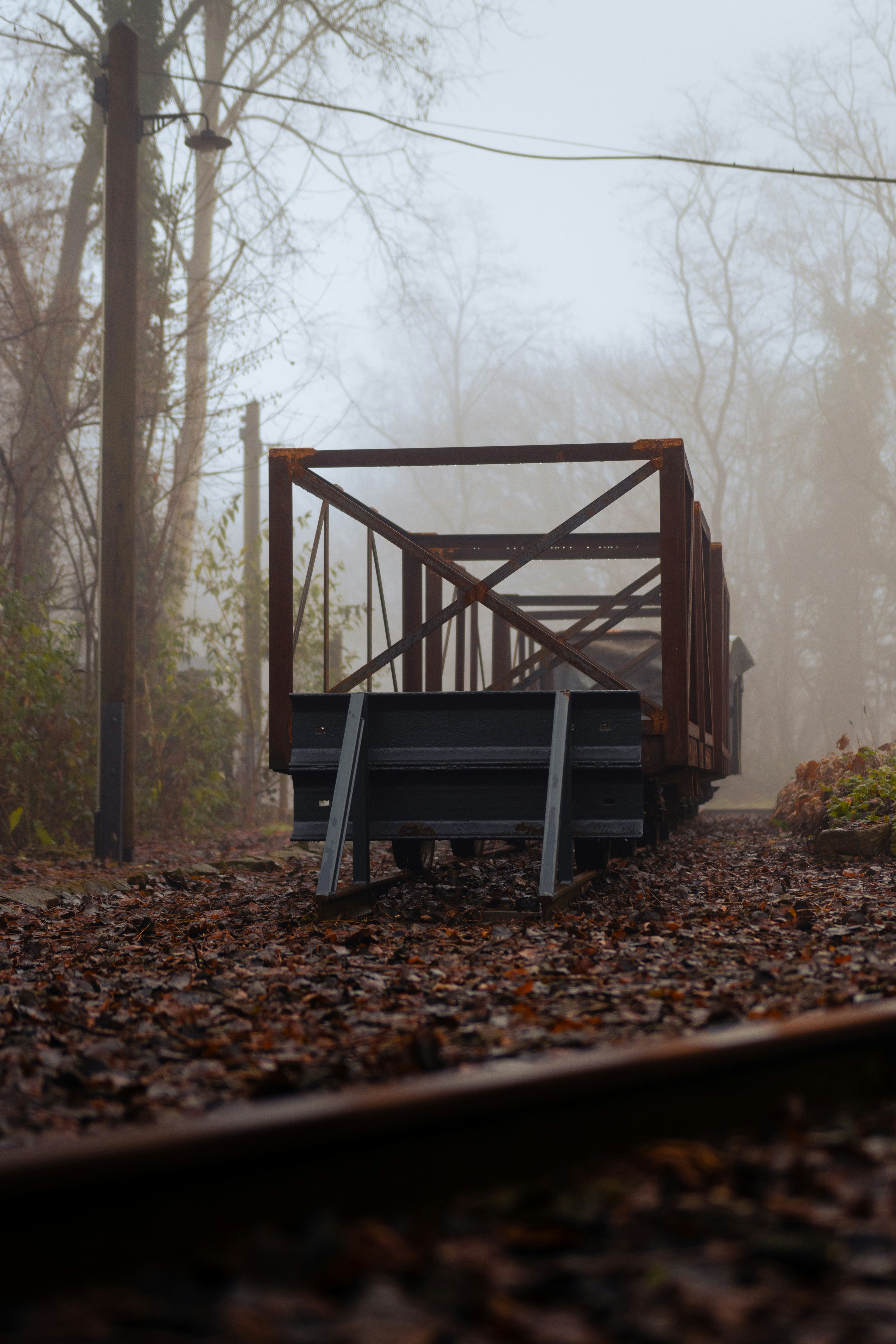 A train traveling through a forest filled with lots of trees