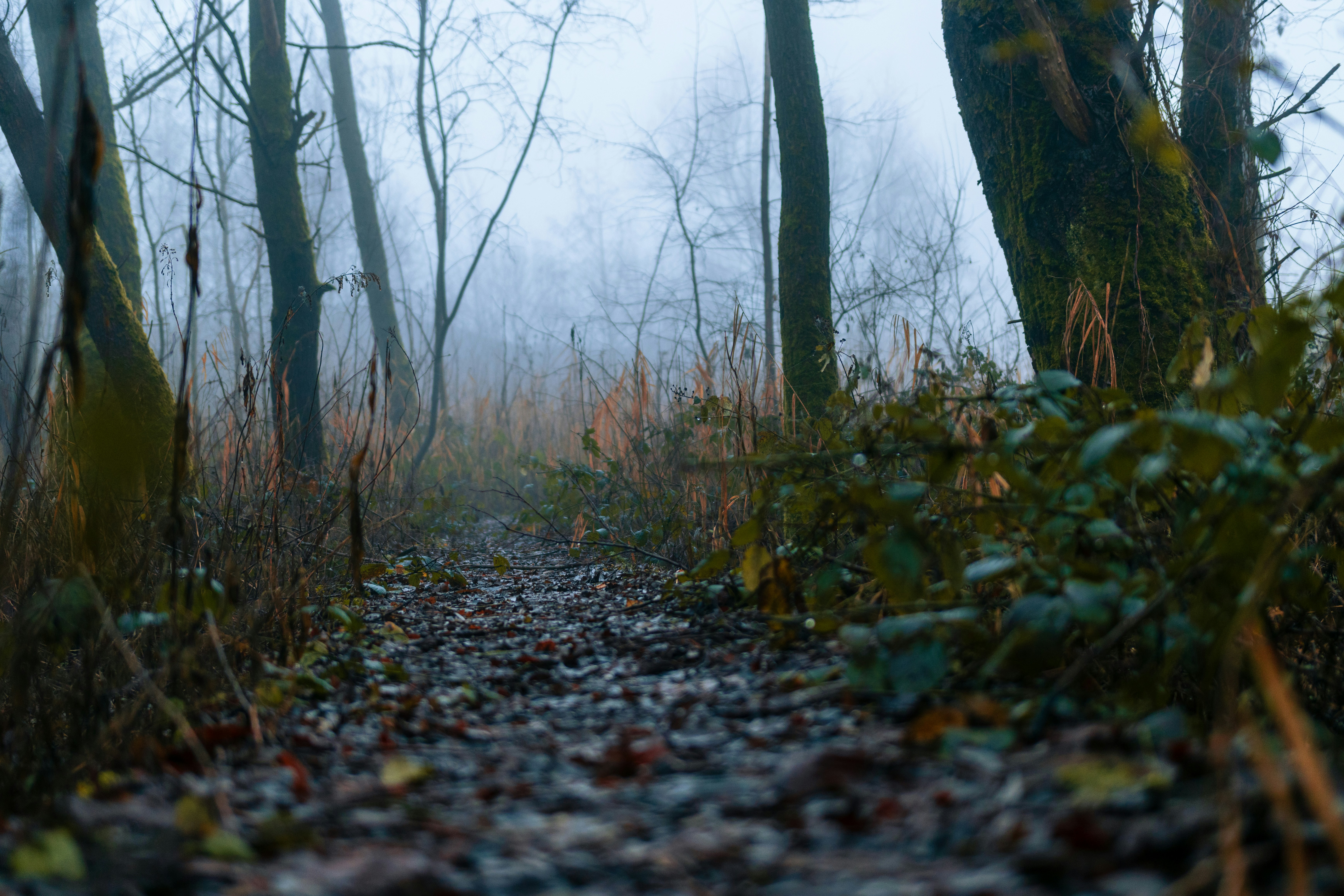 A path in the woods on a foggy day