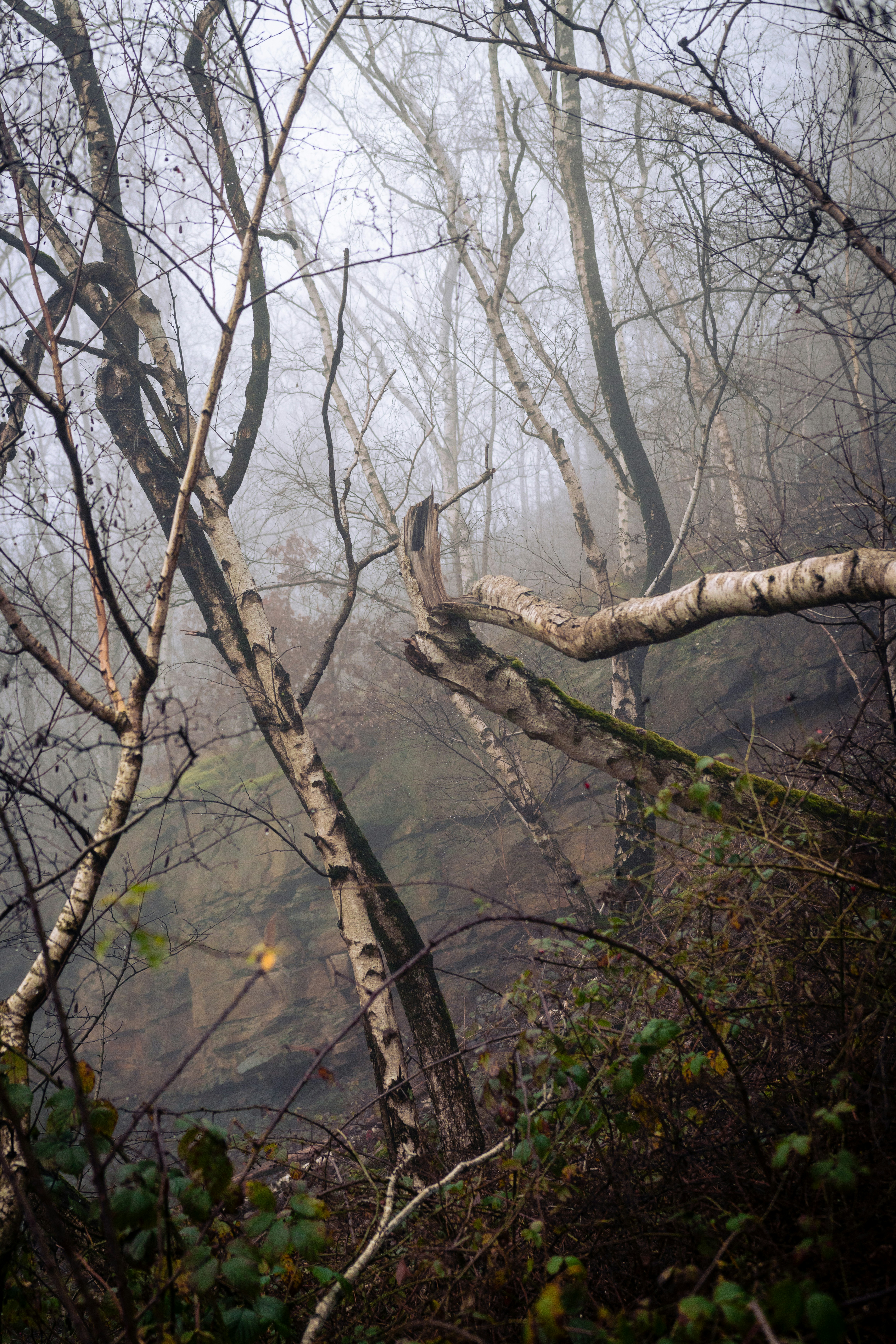 A forest filled with lots of trees covered in fog