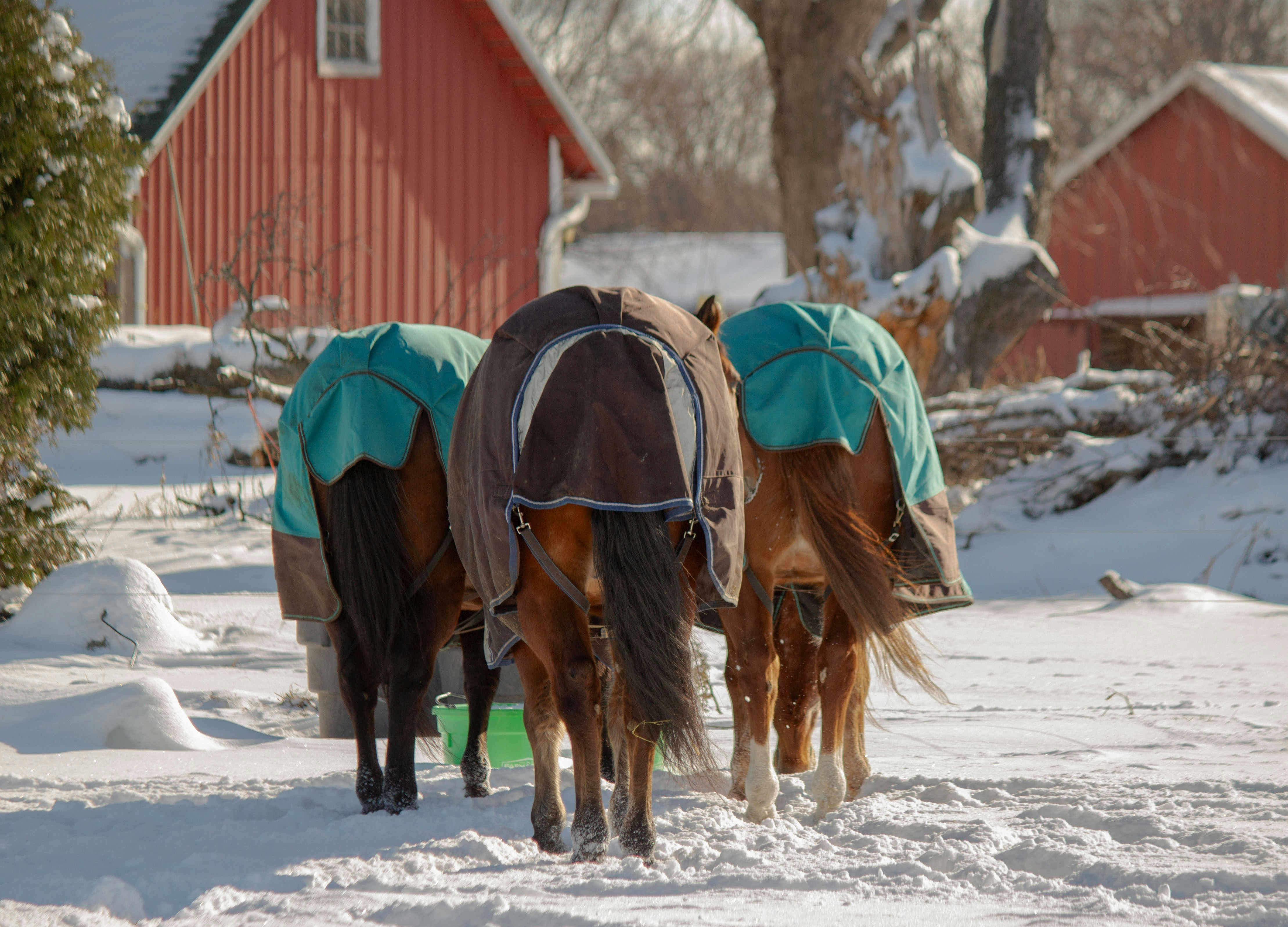 A group of horses walking down a snow covered road