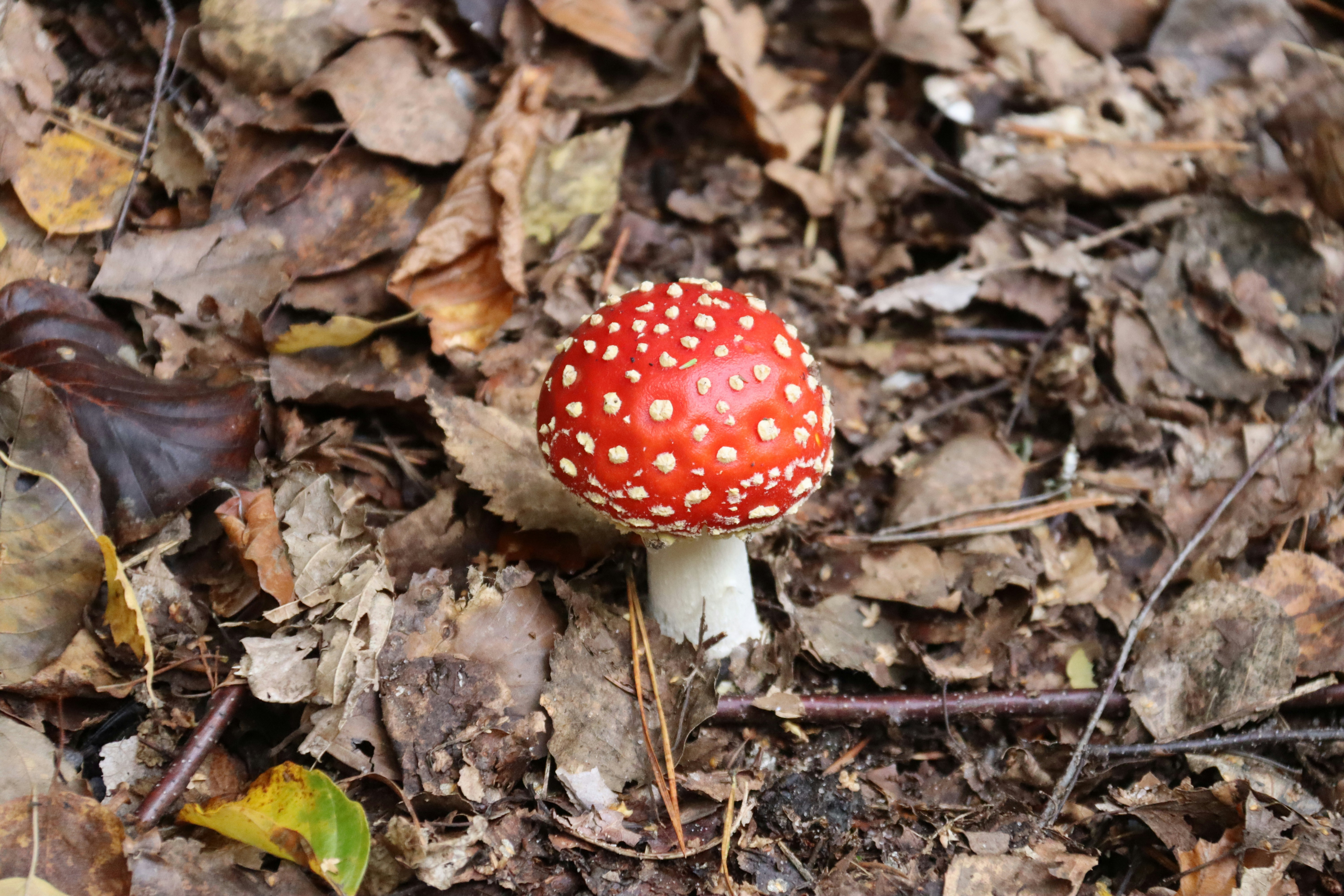 Photo by shalevcohen