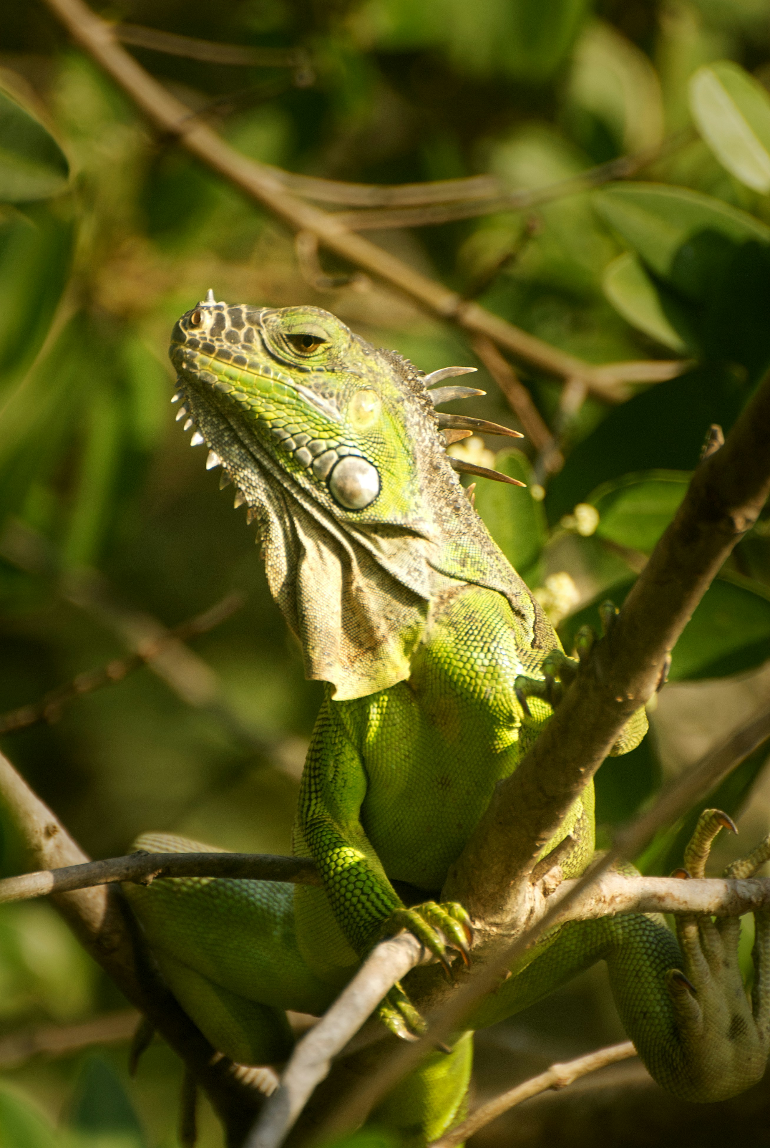 Iguana in Puerto Viejo, Costa Rica