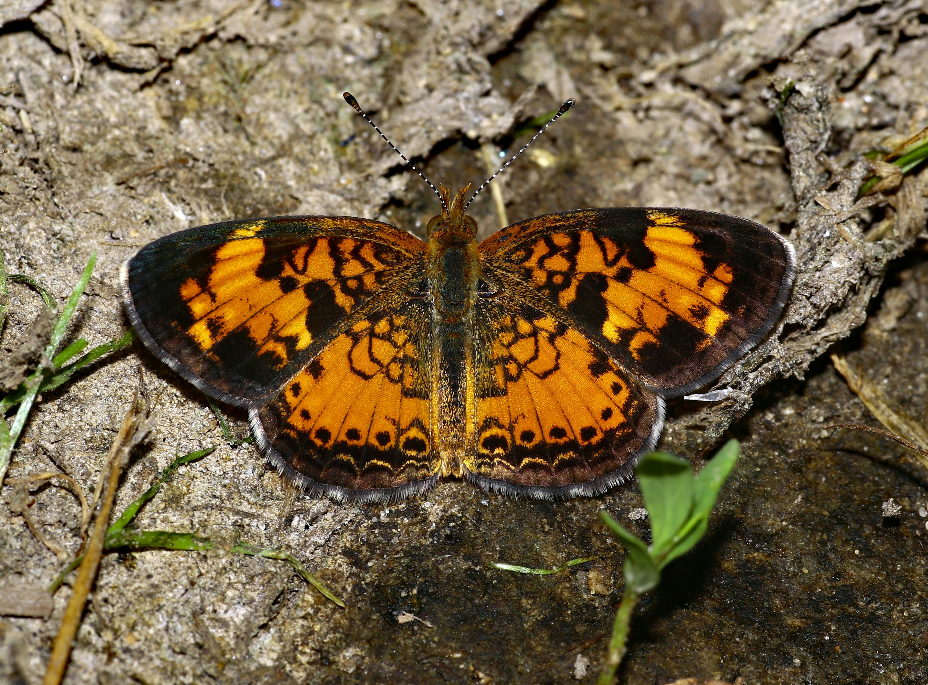 Photo by telliottmbamsc