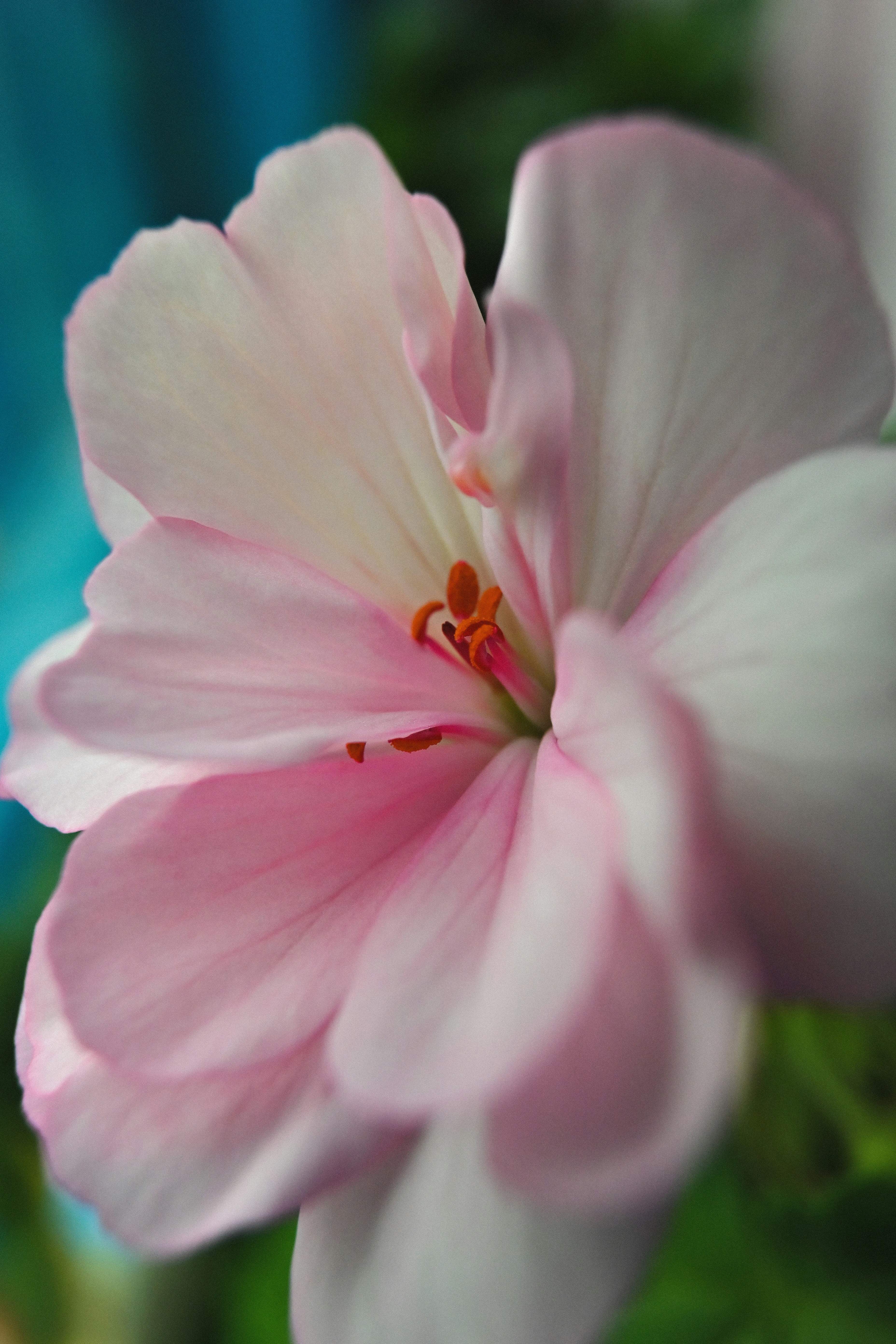 Photo by katya_vysotskaya