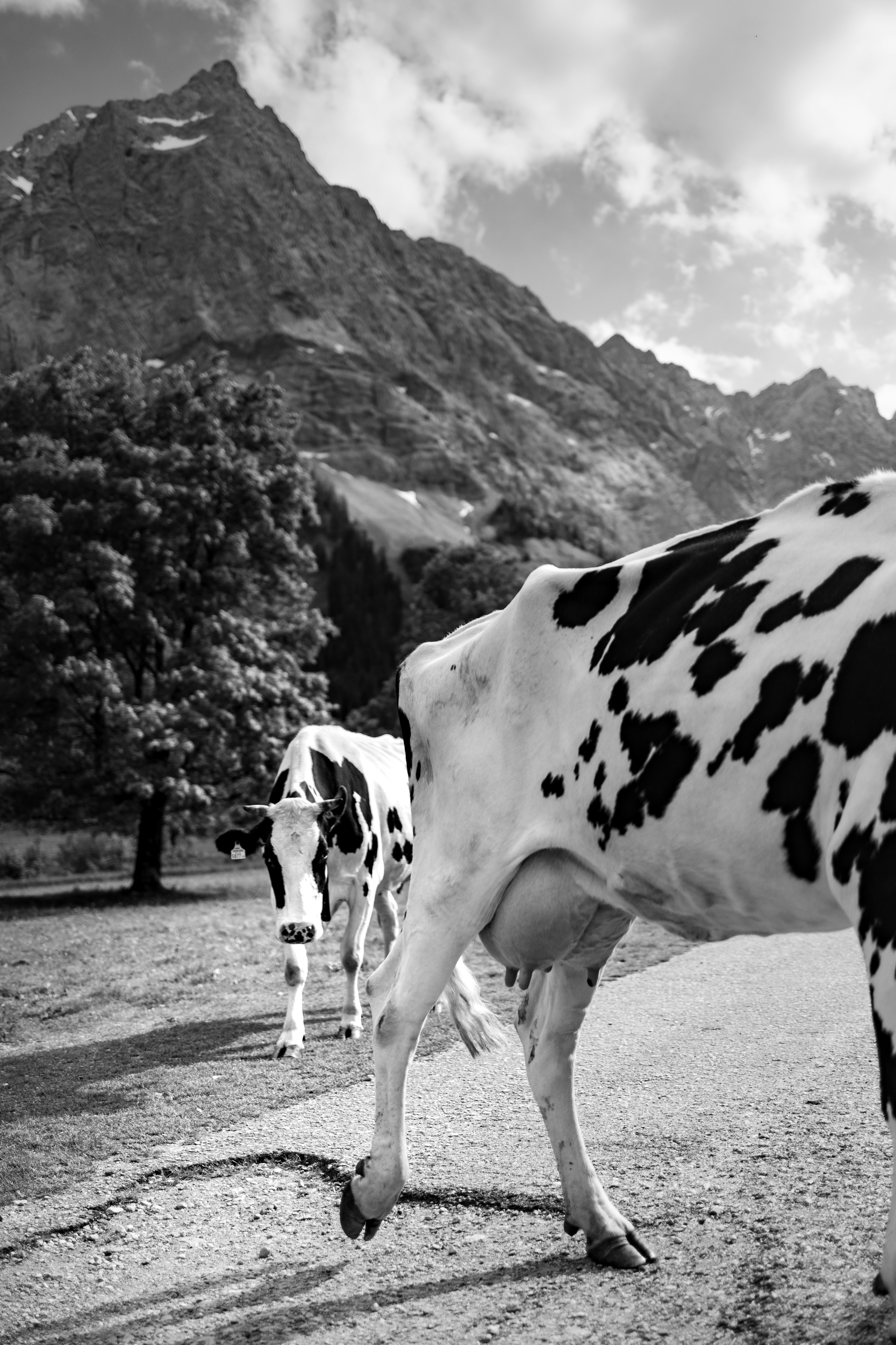 A black and white photo of two cows in a field