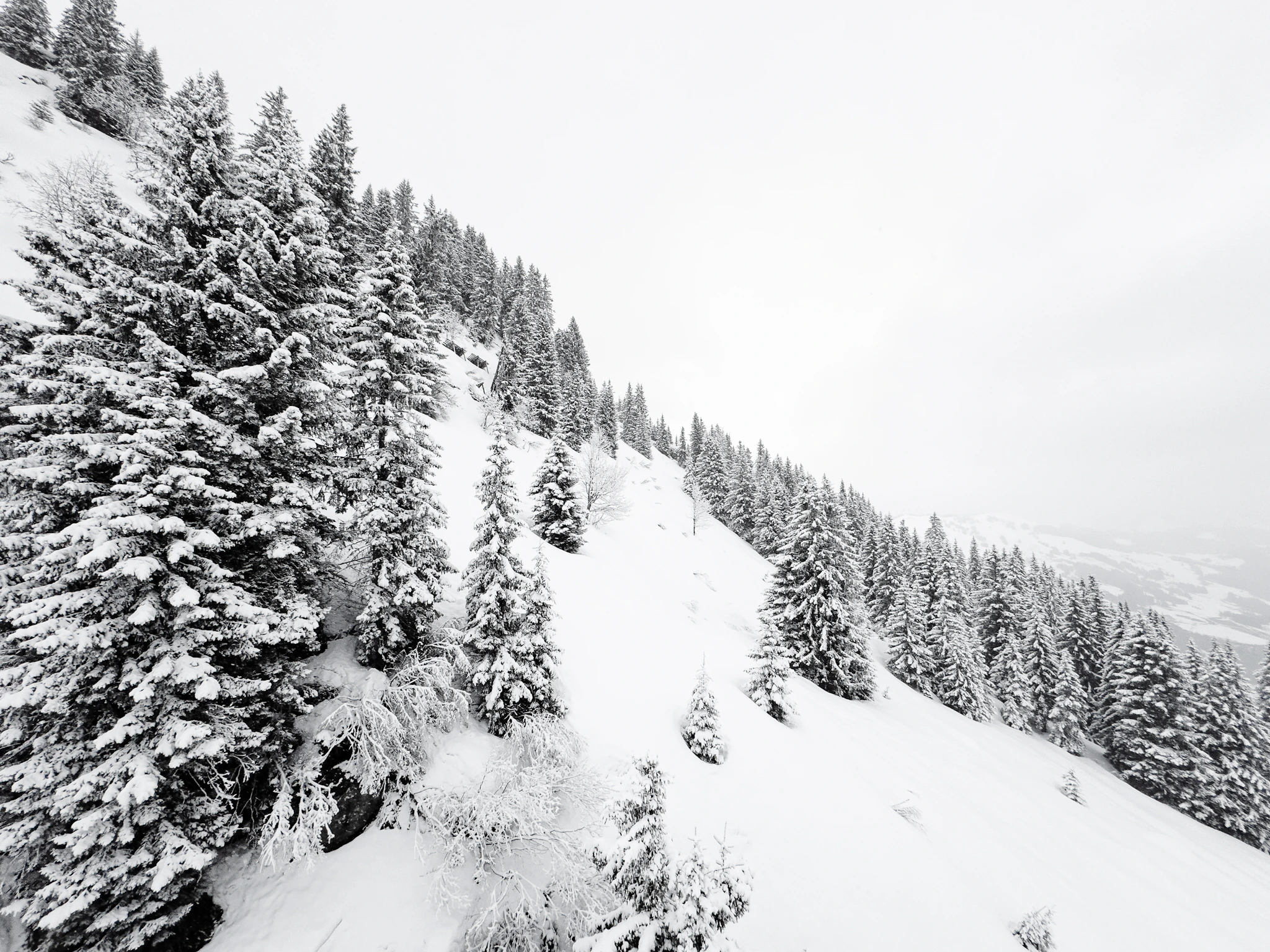 A skier carving down a snowy slope between the trees, skiing Saalbach-Hinterglemm