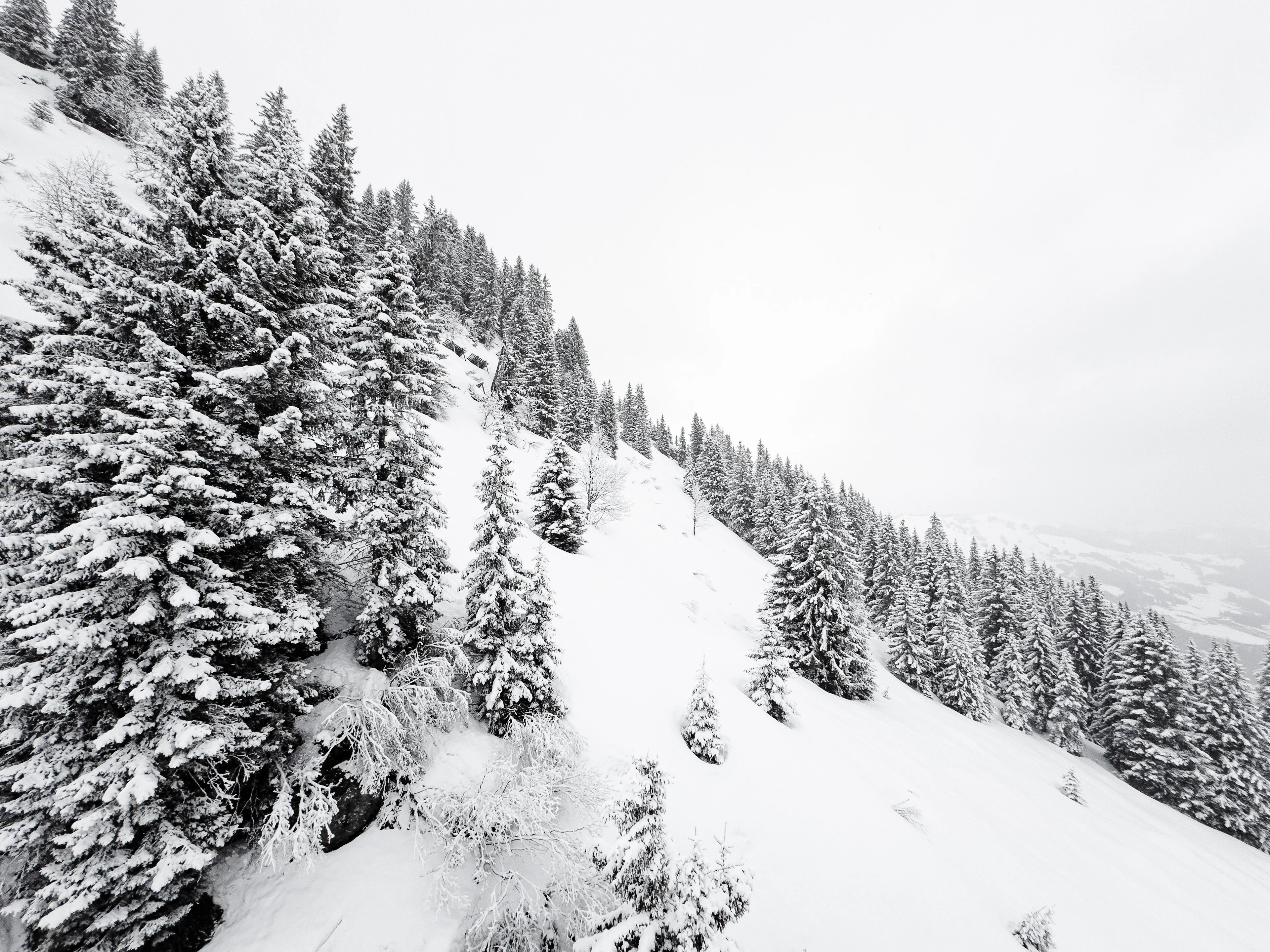 A skier carving down a snowy slope between the trees, skiing Saalbach-Hinterglemm