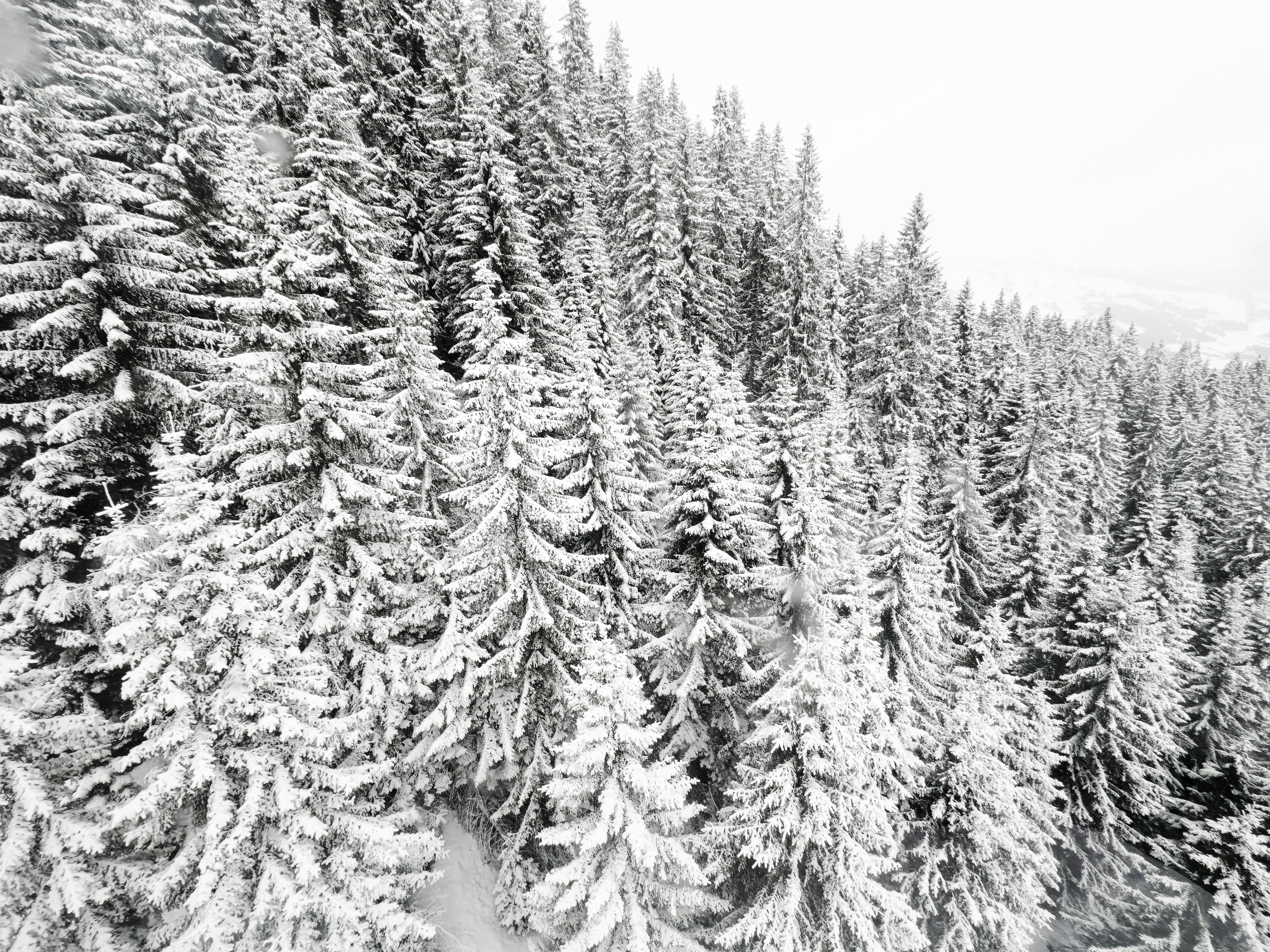 Una foto in bianco e nero di alberi innevati