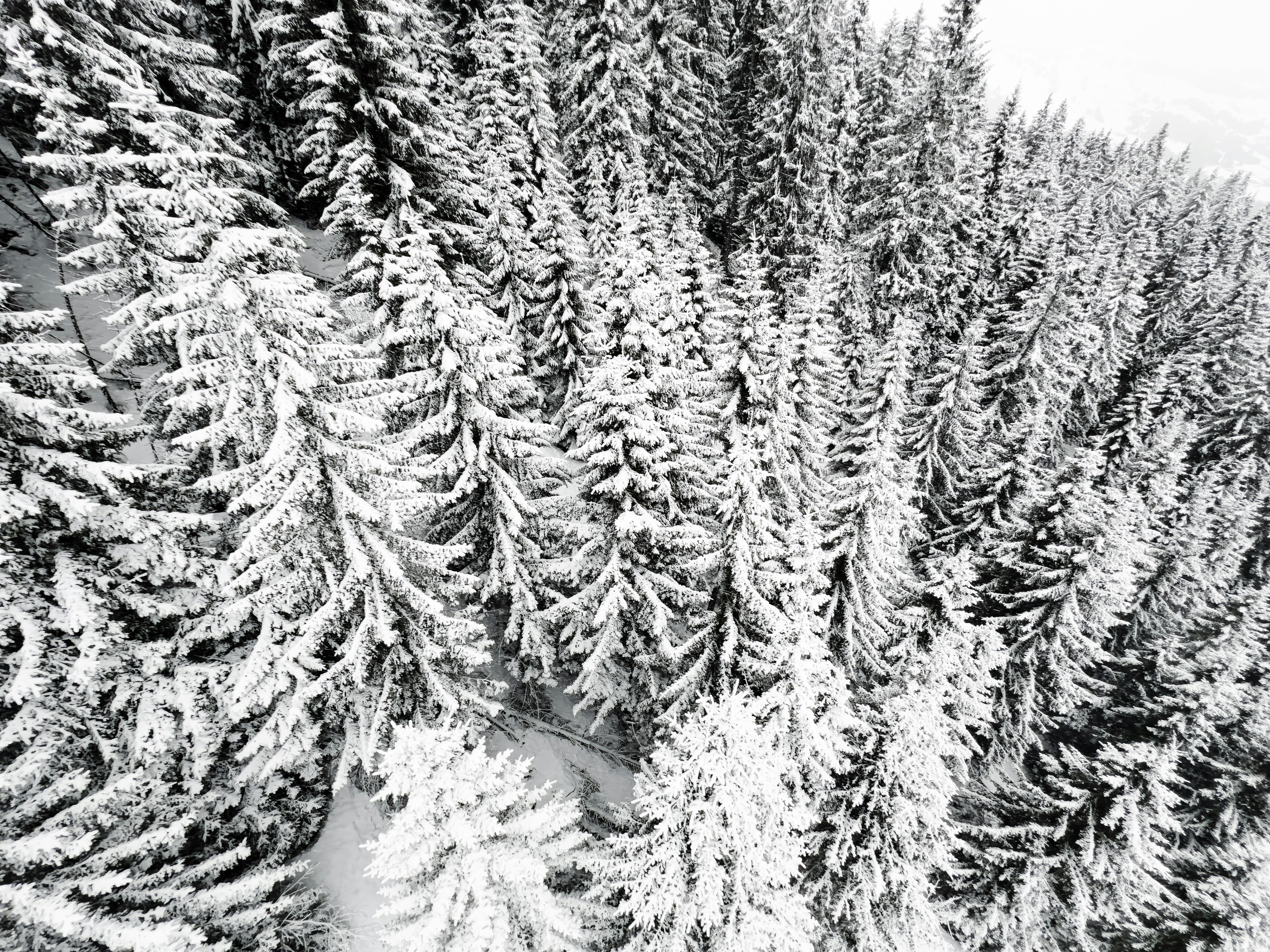 Una foto in bianco e nero di alberi innevati