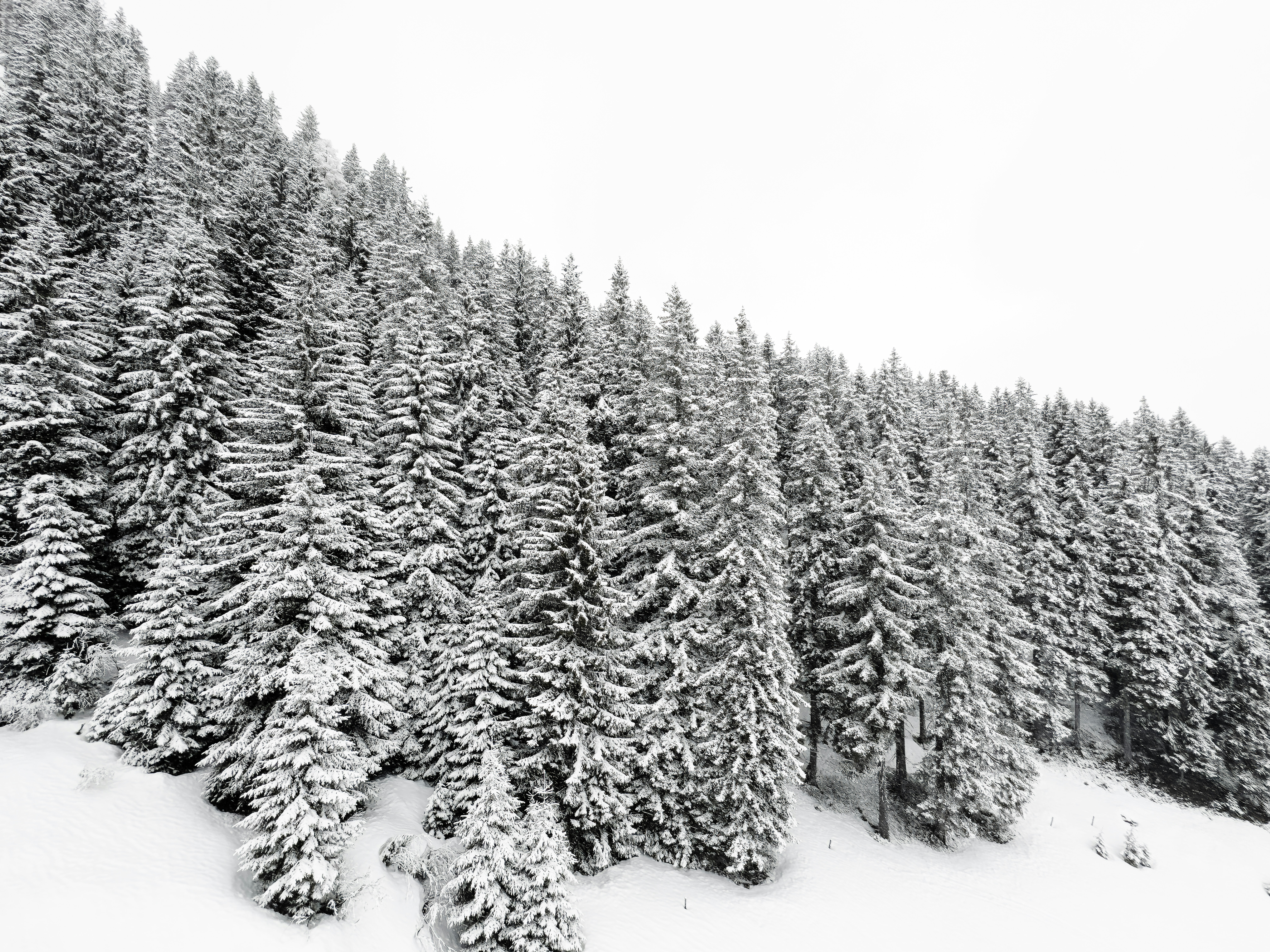 Un gruppo di pini ricoperti di neve