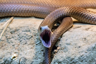 A brown snake with its mouth open on a rock