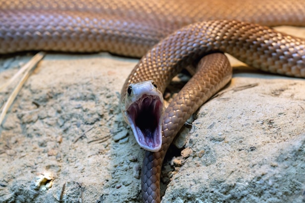 A brown snake with its mouth open on a rock