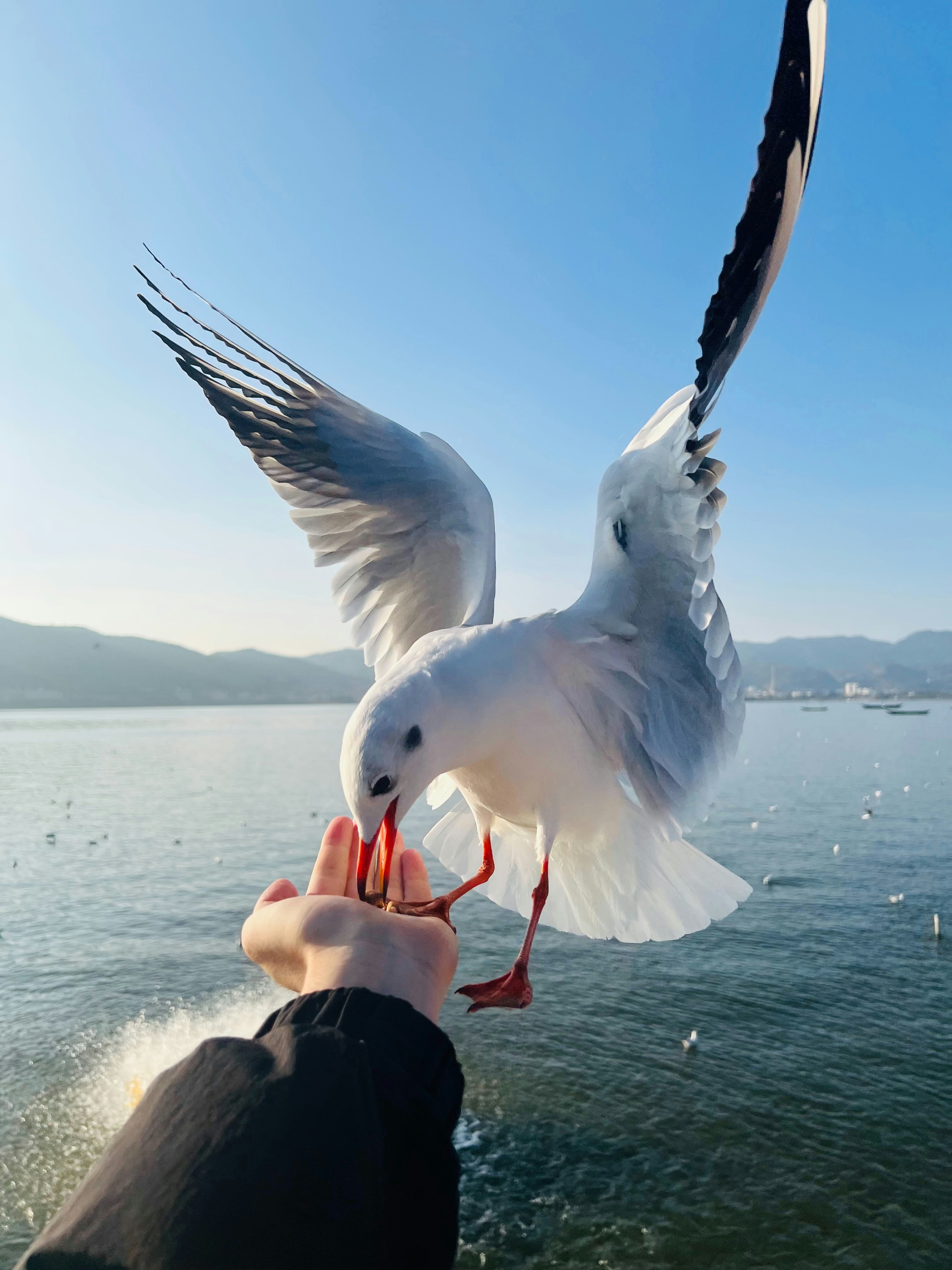 A person feeding a seagull on a sunny day