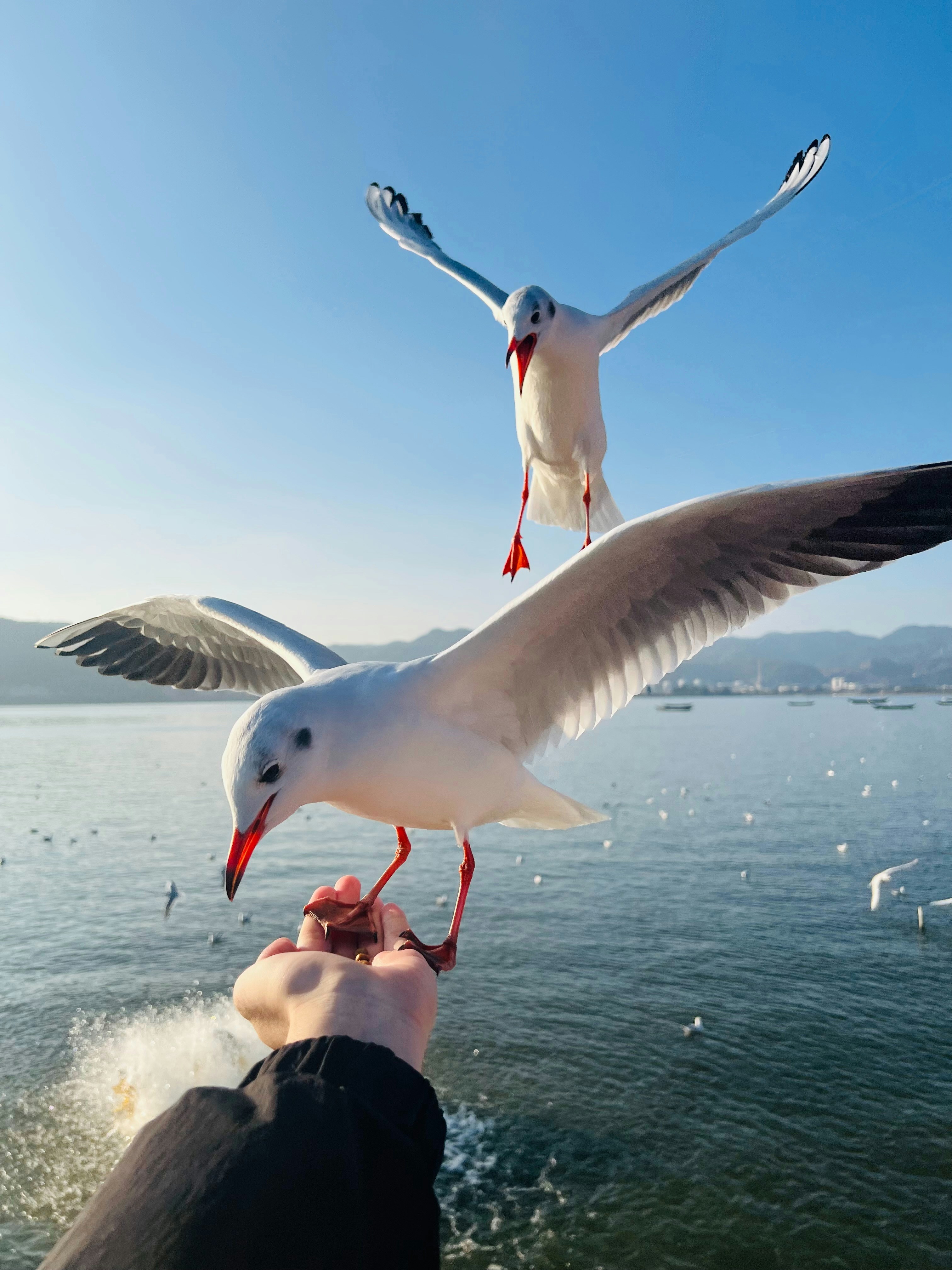 A person is feeding a seagull on a boat