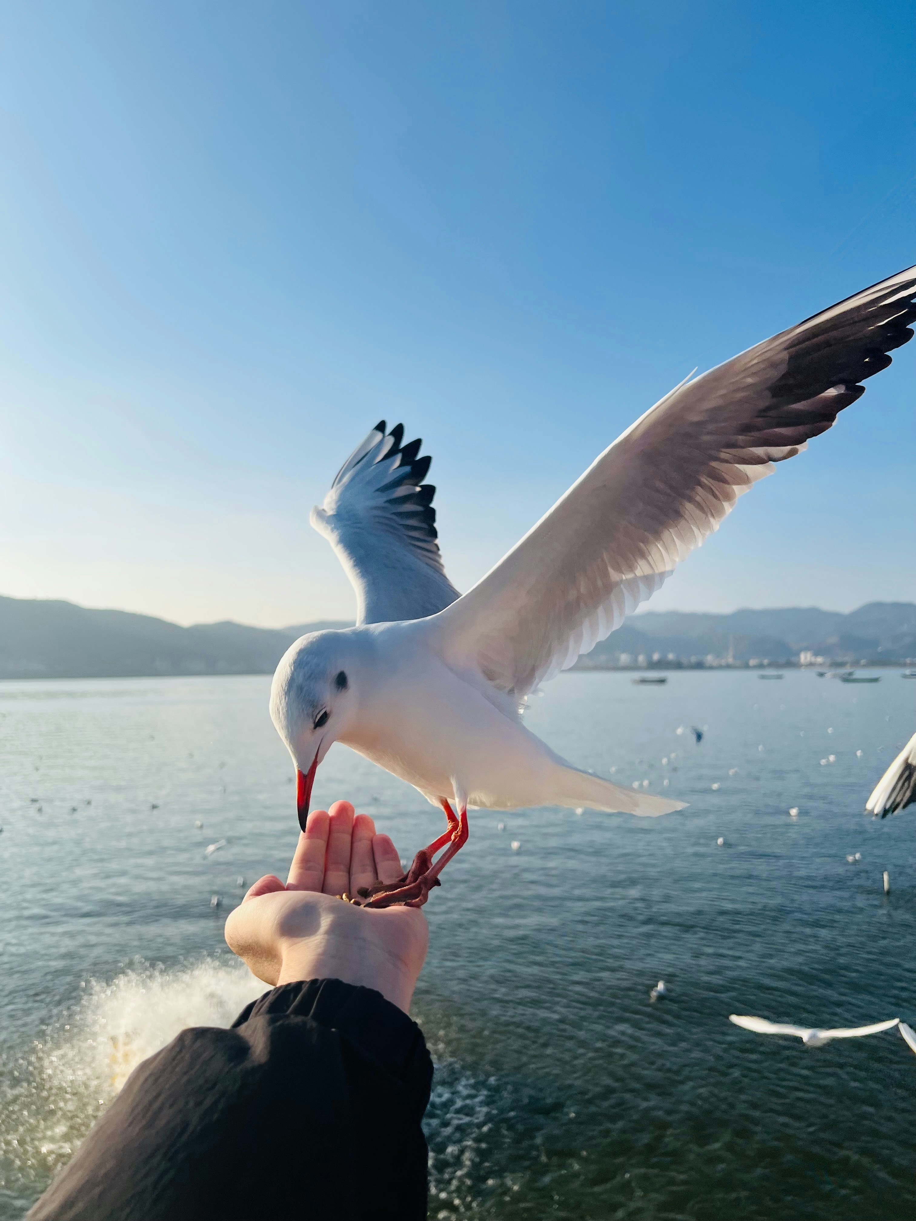 A person feeding a seagull on a sunny day