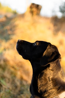 Best Products for Scent Training for Hunting Dogs