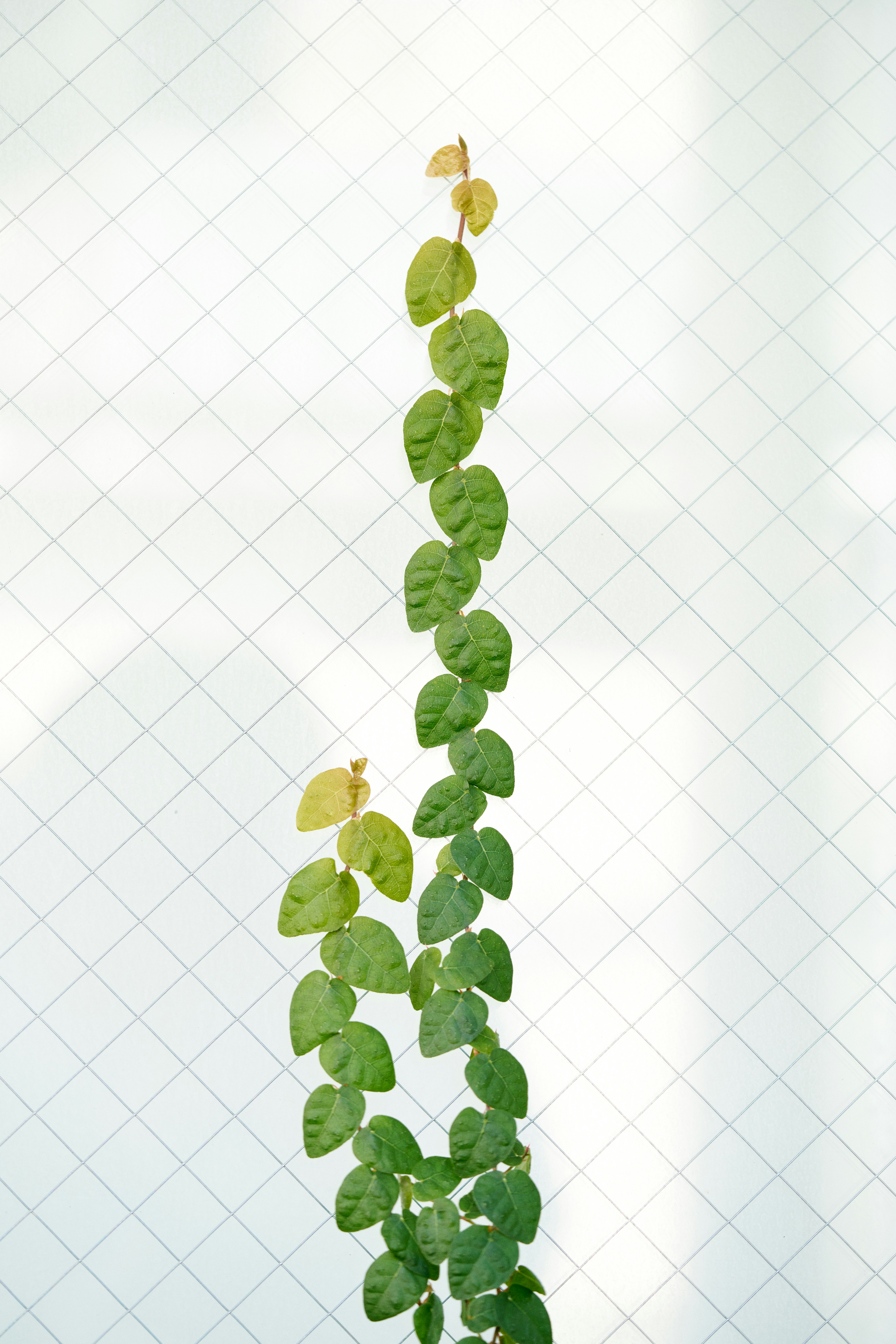 Conclusão inspiradora