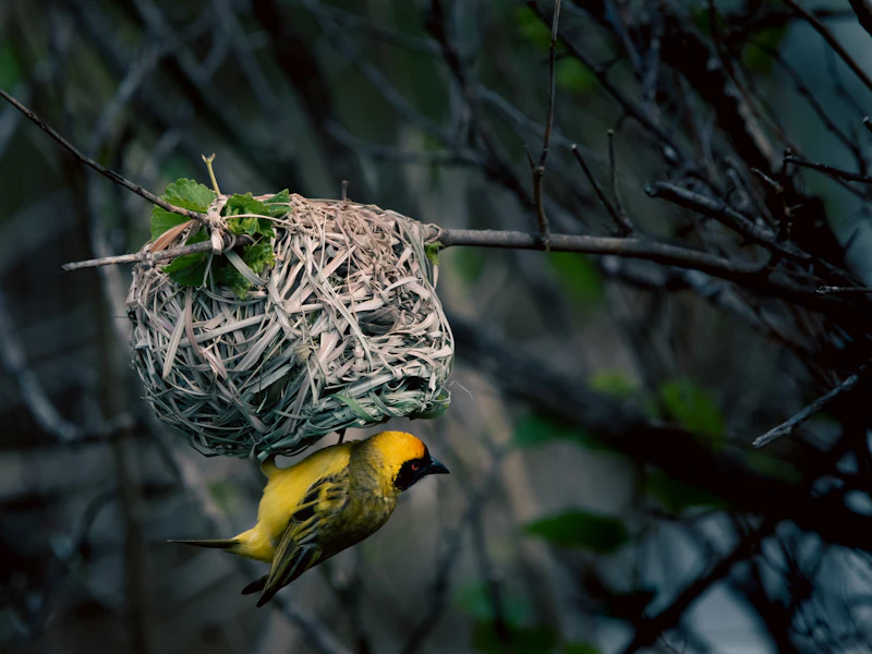 A bird building its nest, branch by branch, high in the canopy.