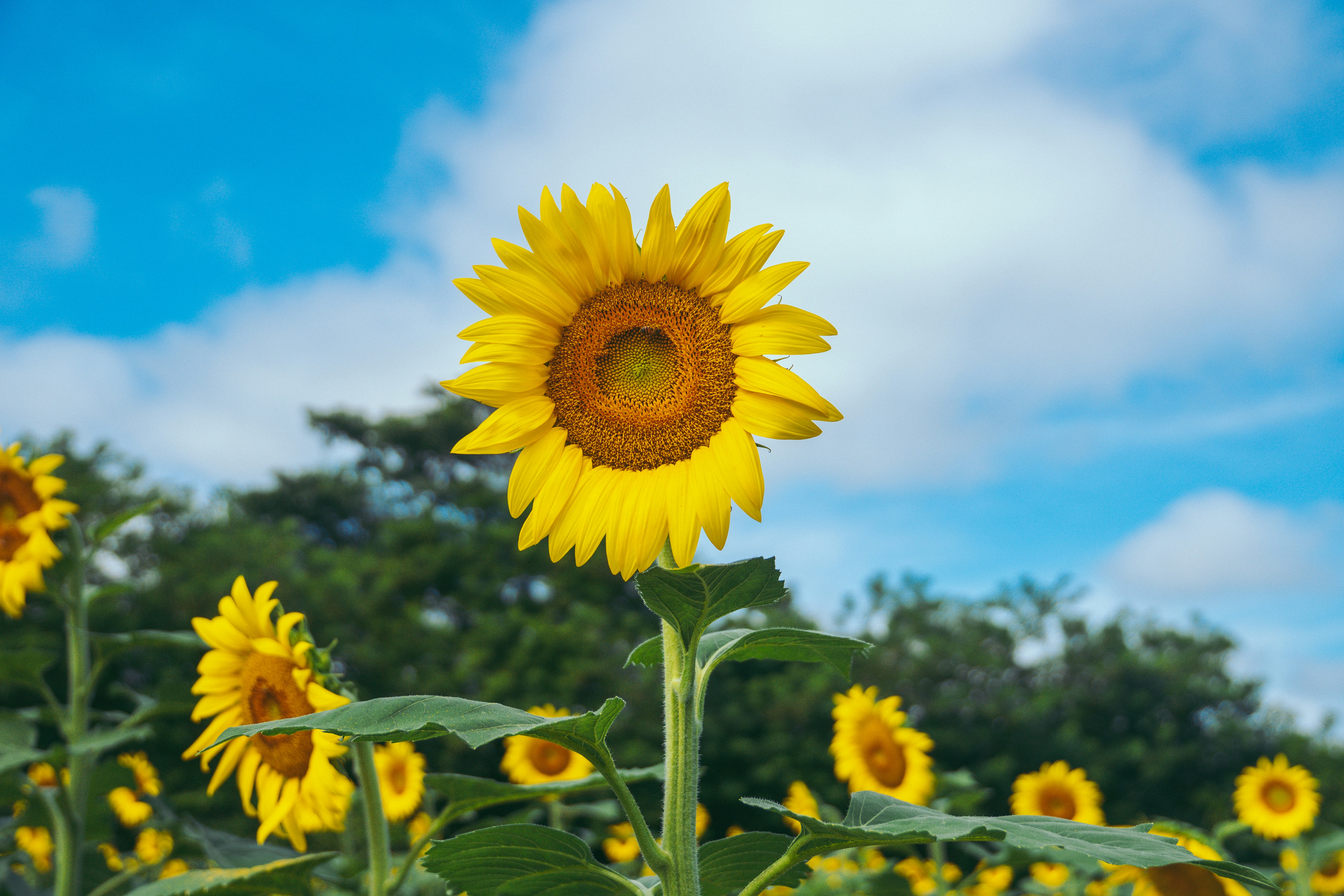 Photo by hectoremilio