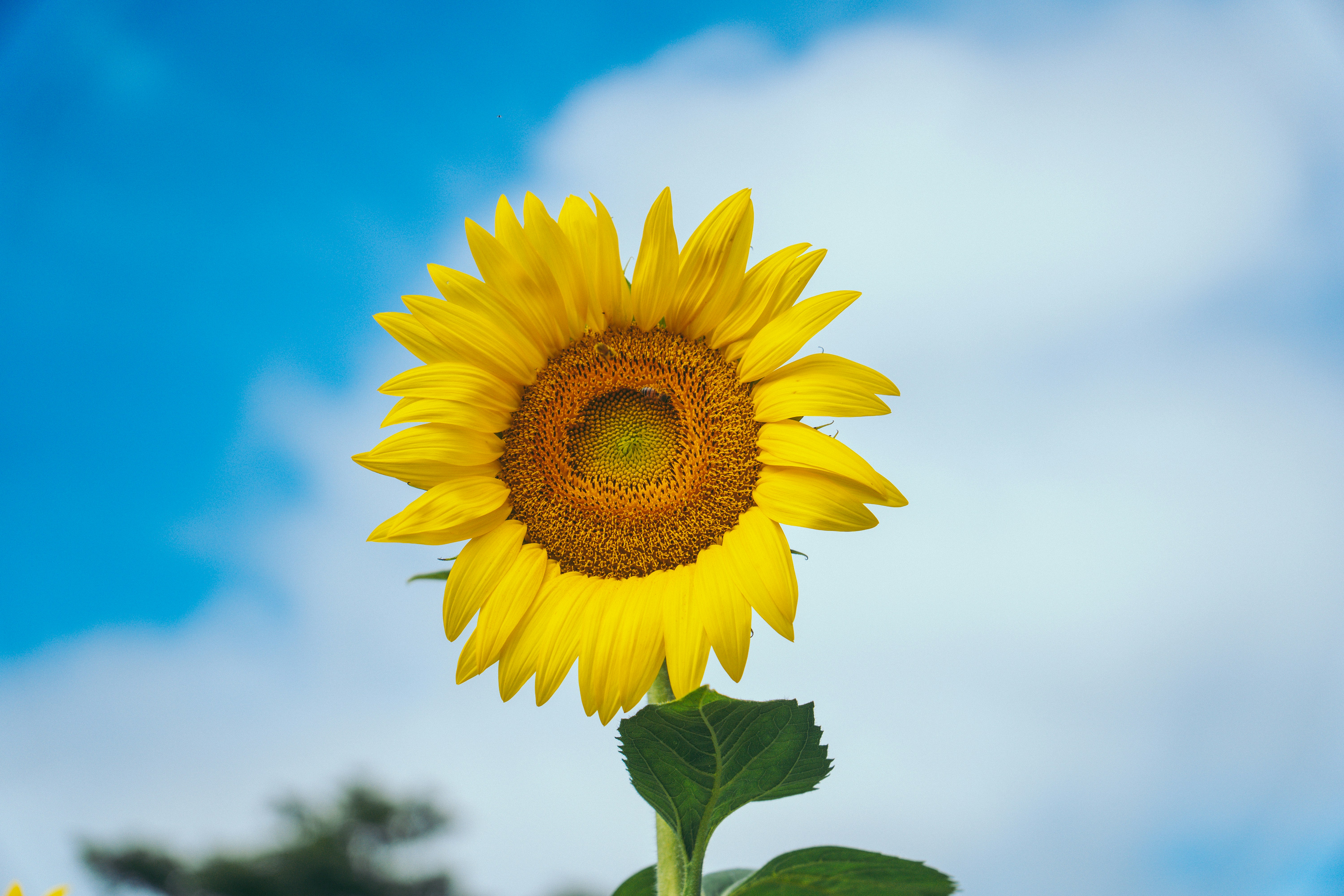 Photo by hectoremilio