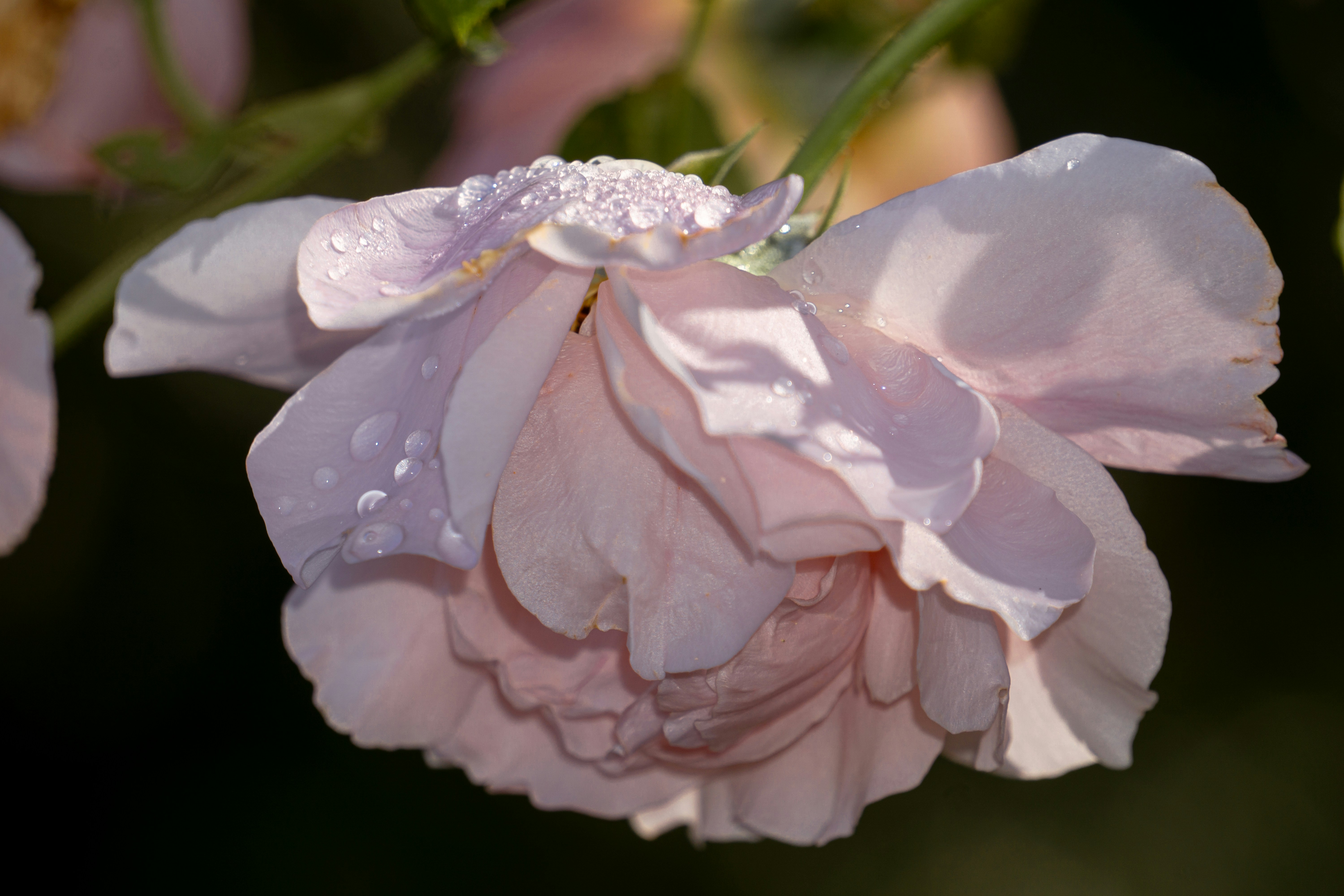 Photo by aravindreddytarugu