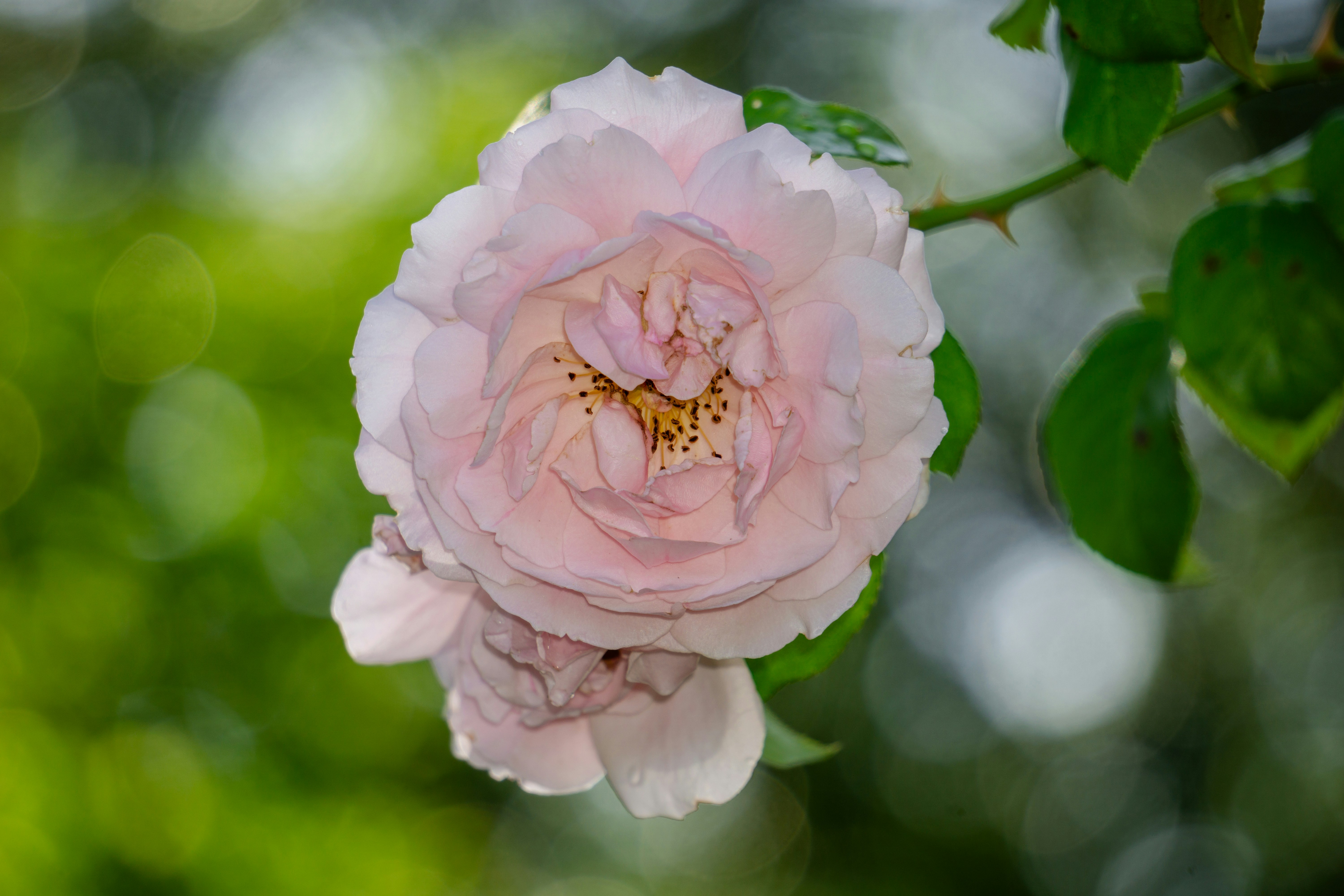 A pink flower with green leaves in the background