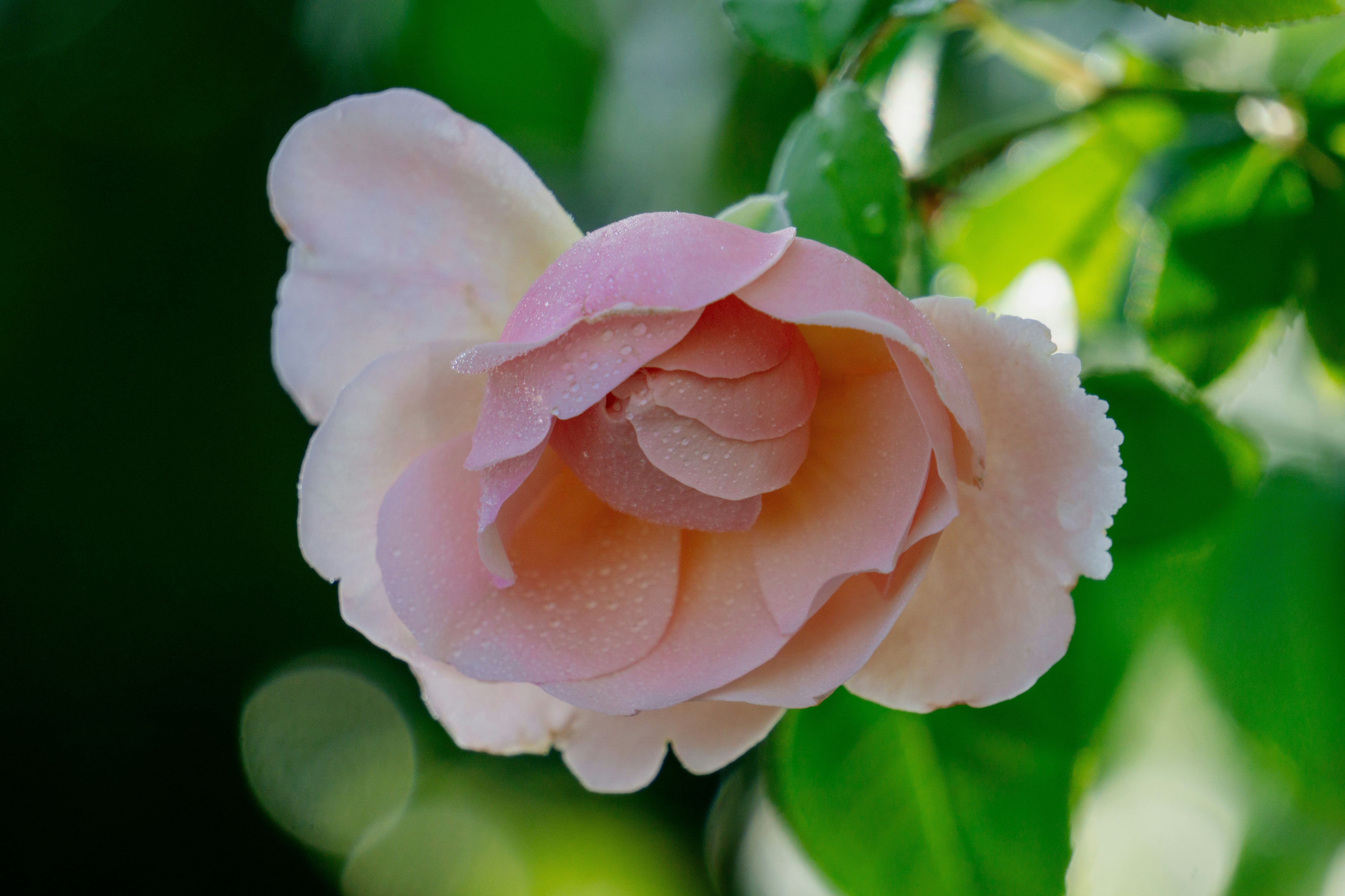 Photo by aravindreddytarugu